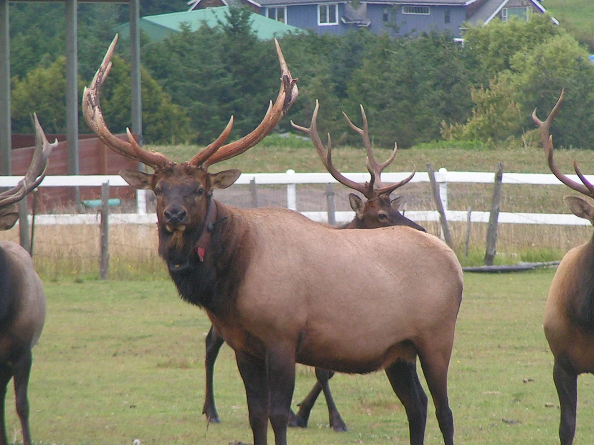 sequim-elk.jpg