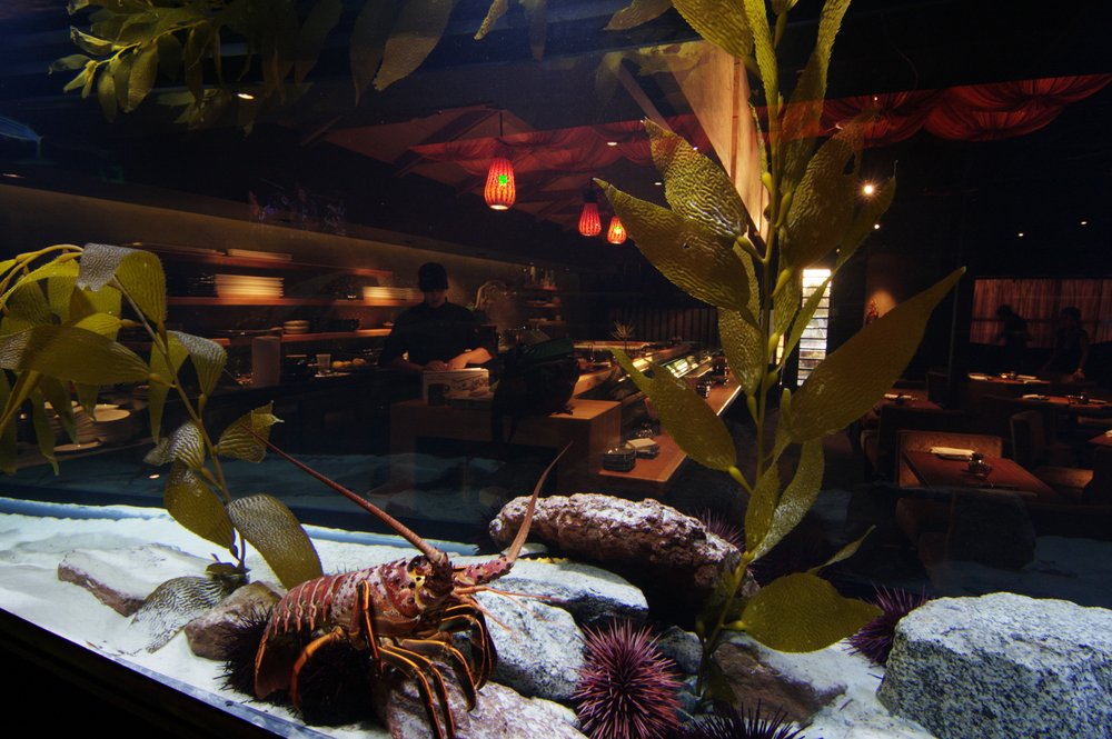 Senbu Sushi Bar, Restaurant & Cocktails - Lobster.jpg