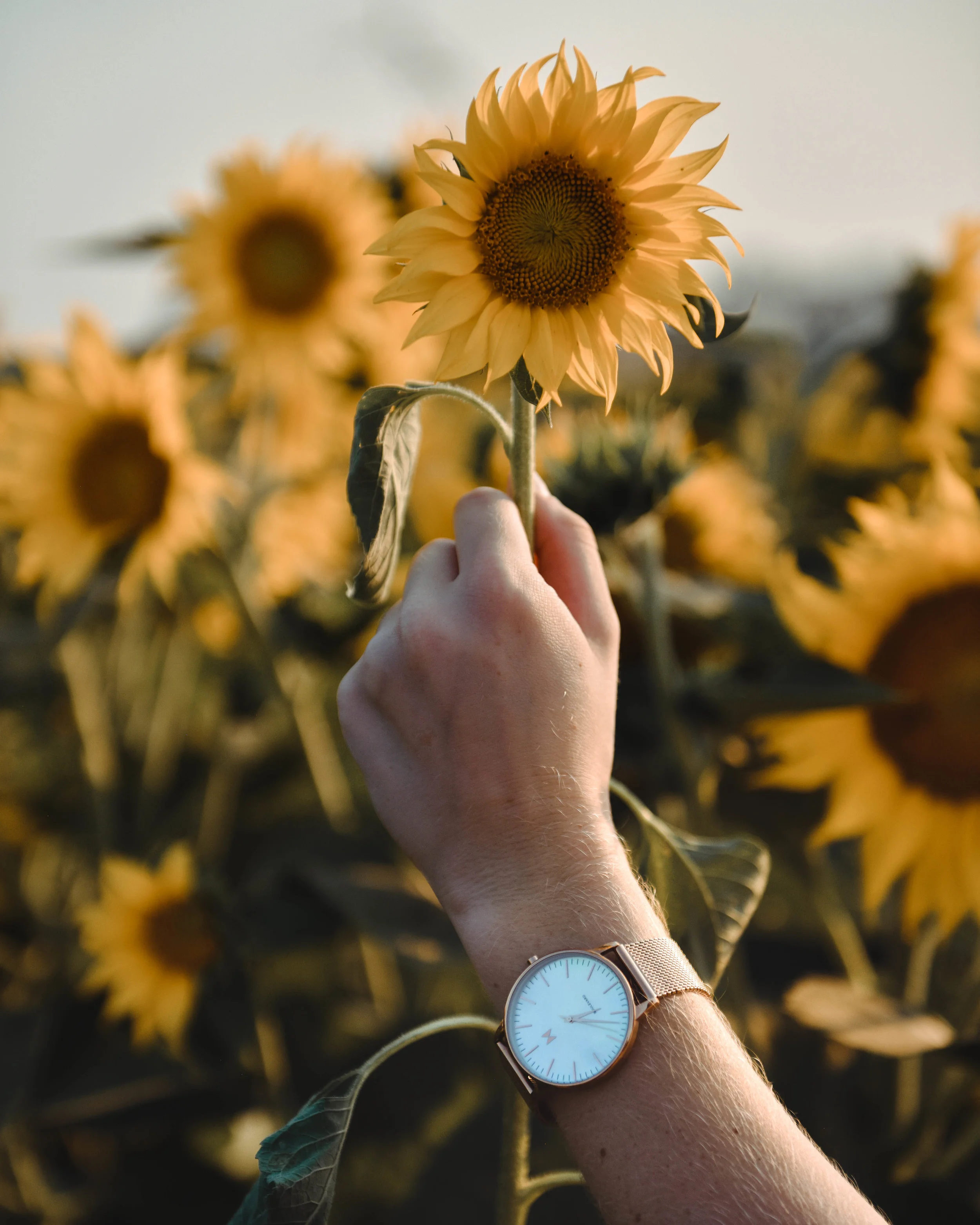 California Shot for MVMT Watches