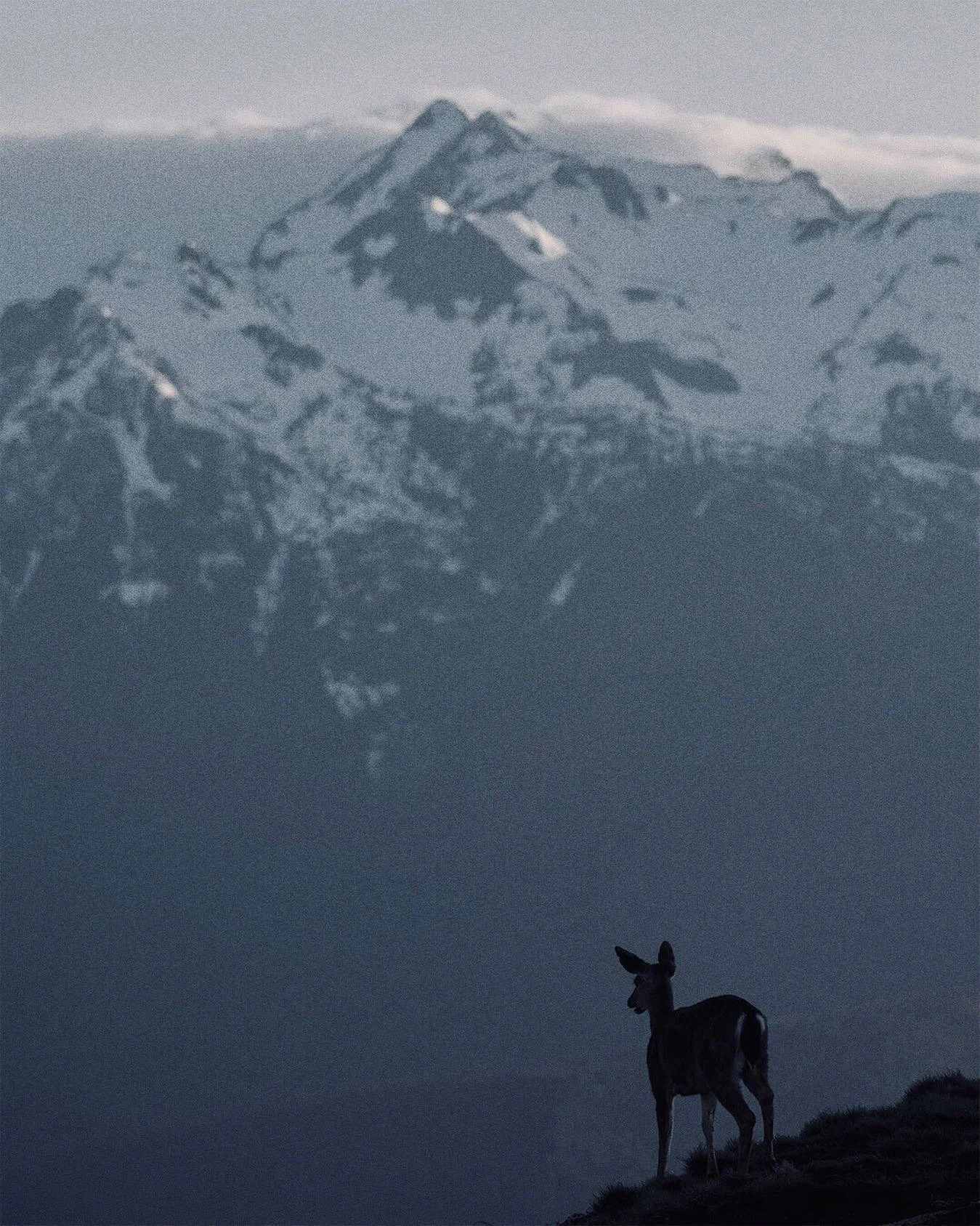And for a second, the world stood still.
.
.
.
.
.
#pnwadventures #pnwonderland #pnw #olympicnationalpark #olympicmountains #hurricaneridge #nationalparkgeek #findyourpark #passionpassport #mtnfolk #folkscenery #folkgreen #washingtonexplored #westcoa