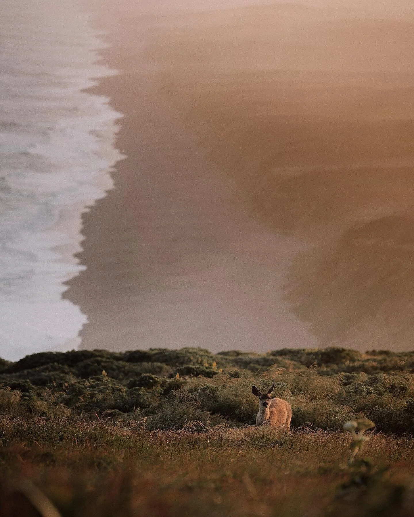 A hazy morning on the California coastline. Had a nice chat with this deer to start out my day. #californiacoast #visitcalifornia