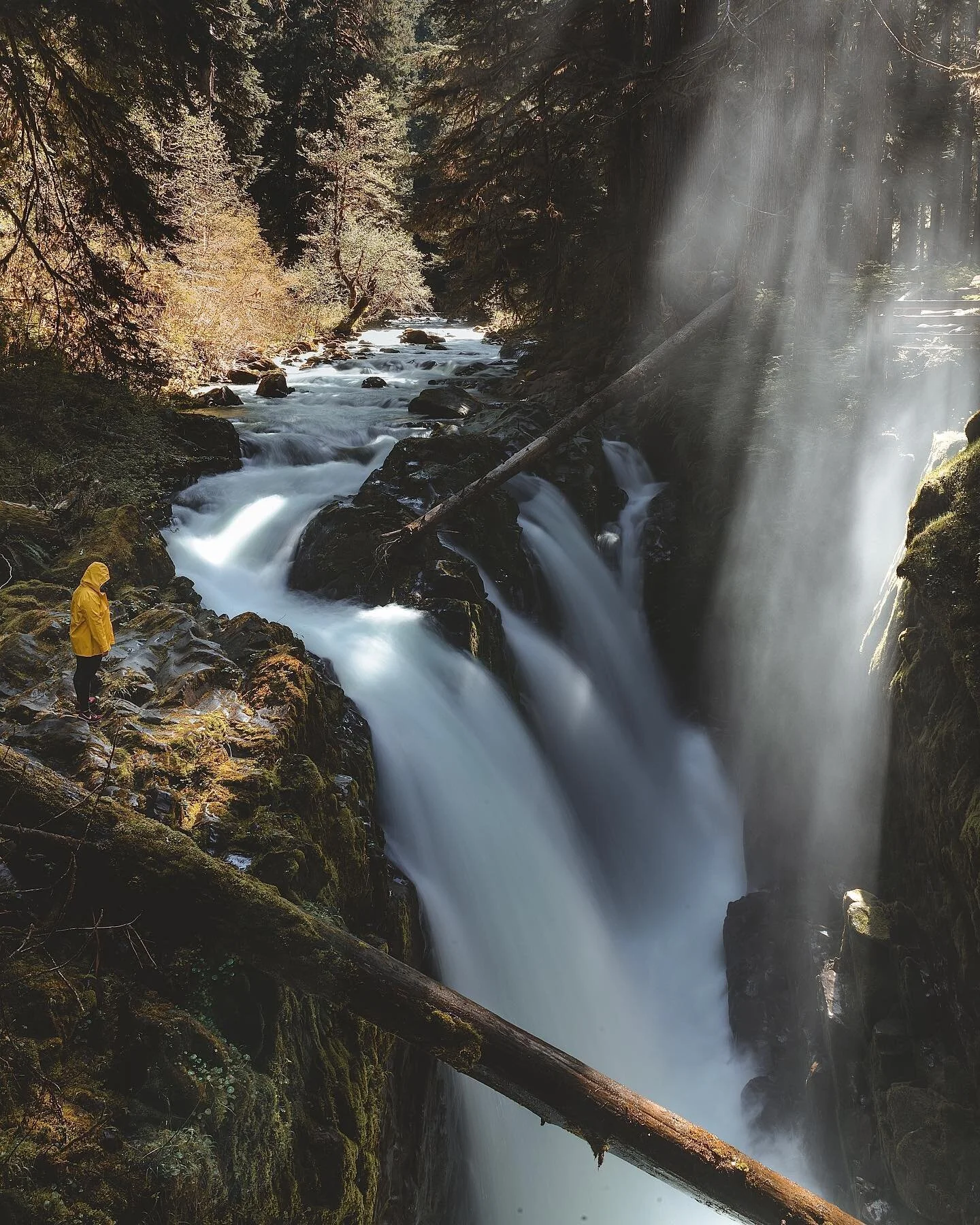 Those PNW light rays ✨ #pnw #pnwonderland #folkgreen #olympicnationalpark
