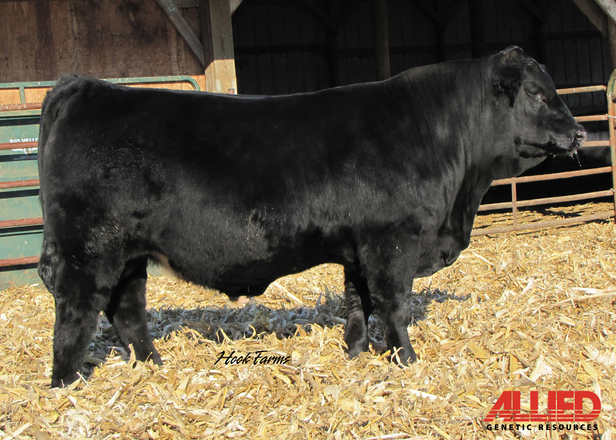 Hooks Admiral 33A | yearling