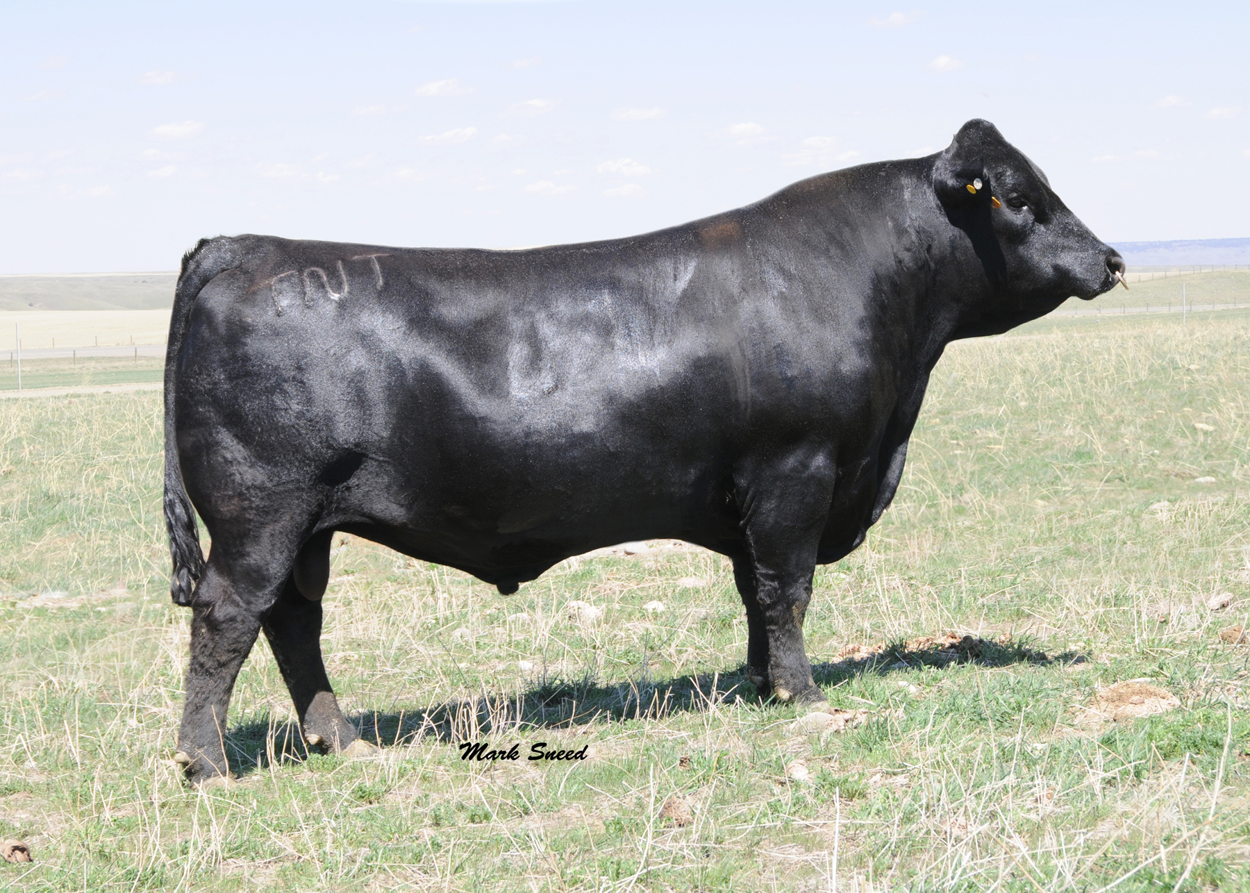 TNT DUAL FOCUS T249 - Pictured spring 2009