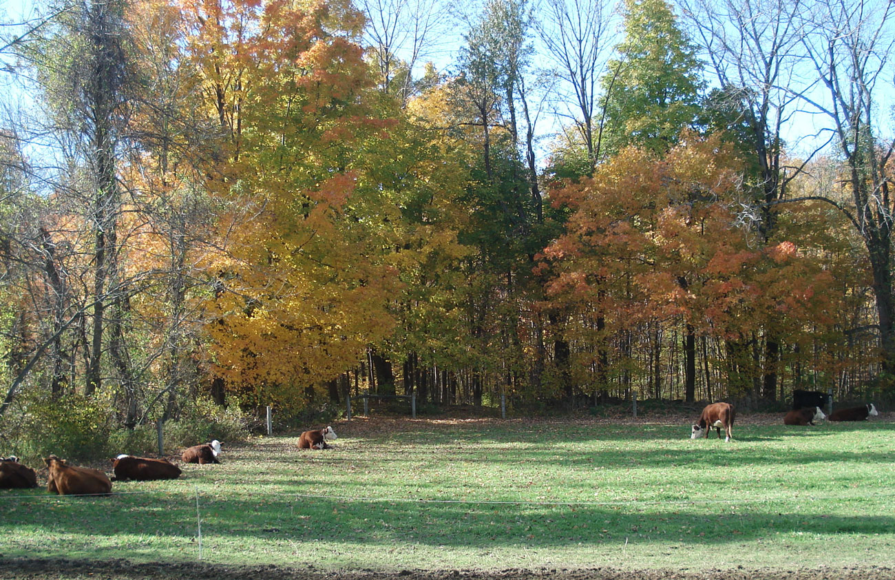 Cows doing cow things