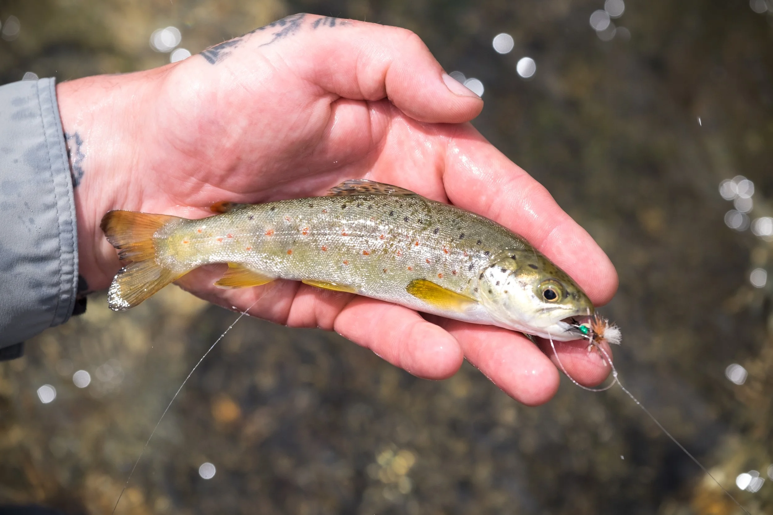 FishingSeason2017-18-JKPhoto-97.jpg