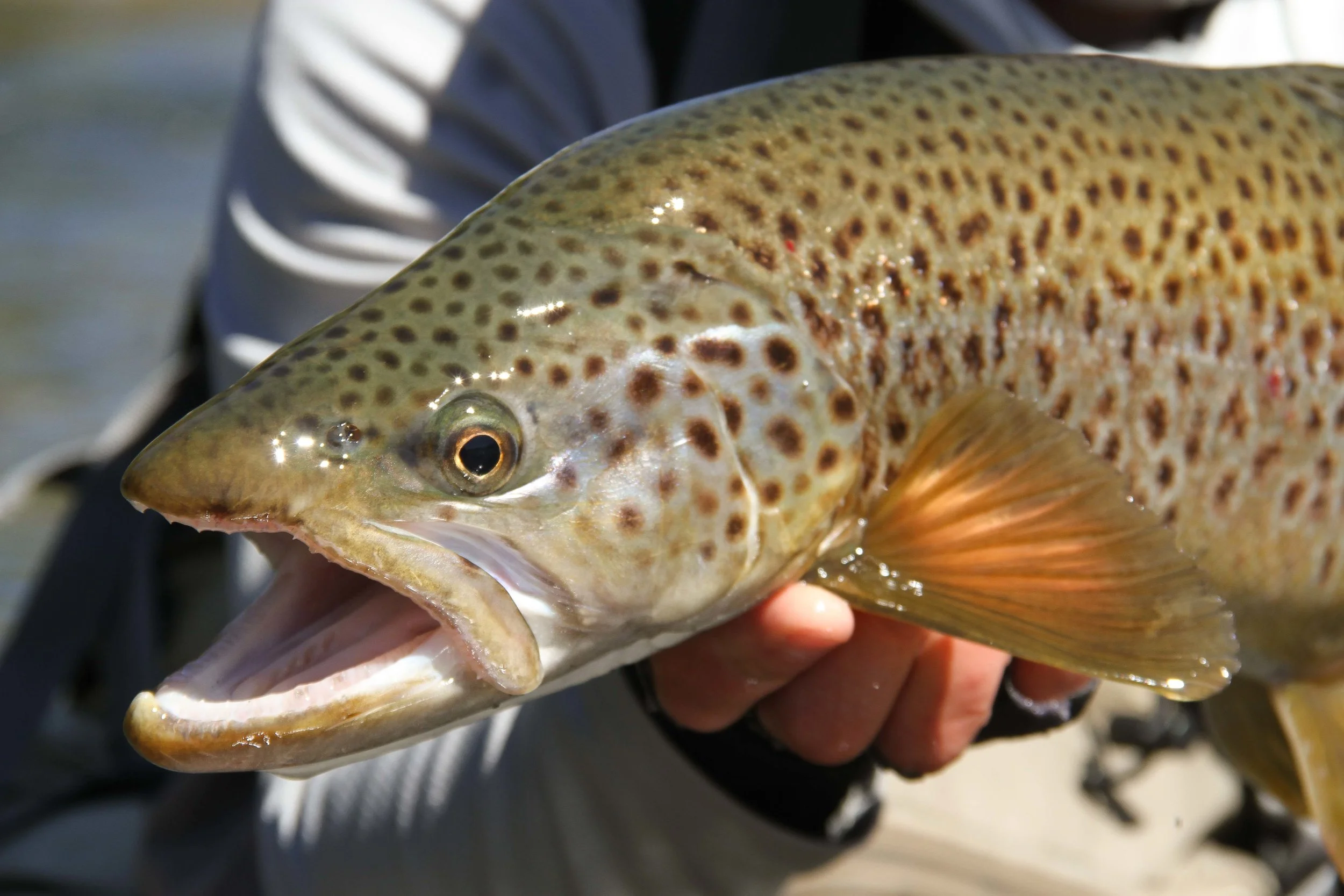 The fish of the day