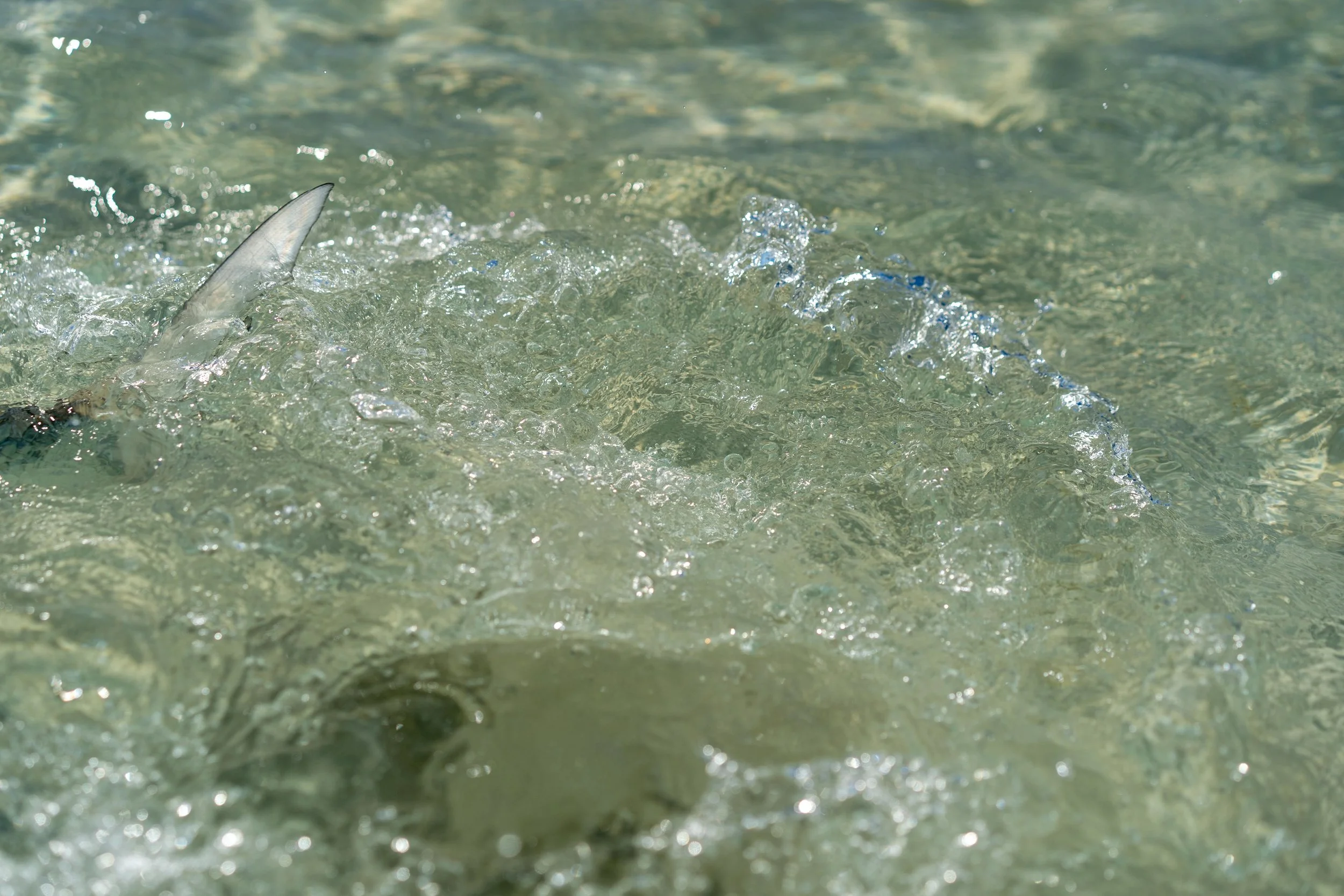 _DSC8057.jpg