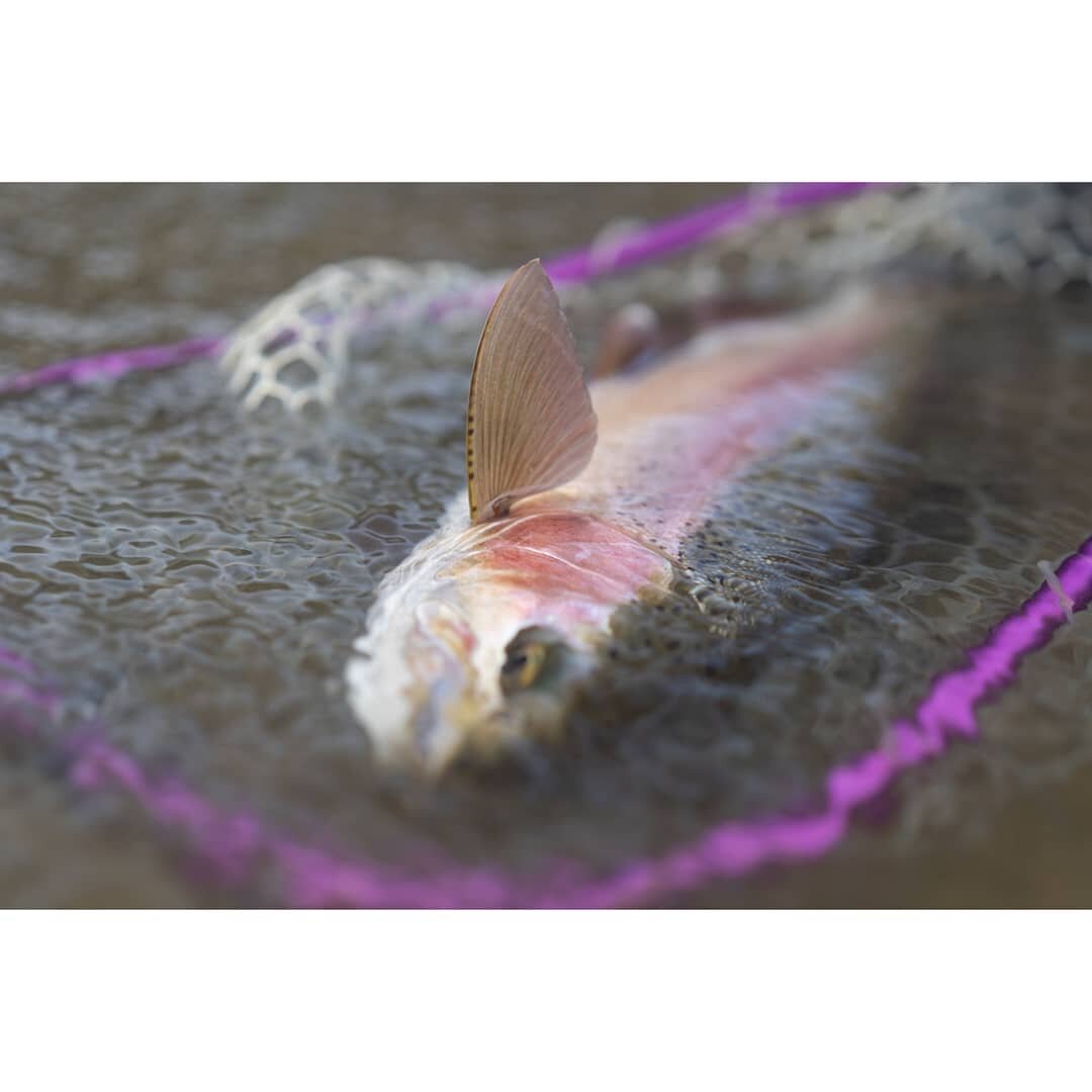 Cold water rainbow trout.
#flyfishing #troutfishing #flugfiske #manictackleproject #manicmates #muskareni #rybareni #fishing #keepemwet #catchandrelease #risingnets #rainbowtrout #trouthunter #primalrodco #pstruh #newzealand #goodvibesonly #southisla