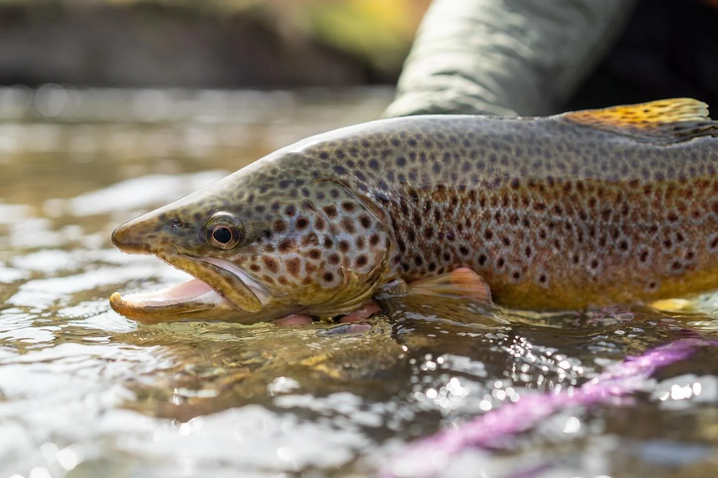 I don&rsquo;t think it could&rsquo;ve been any windier over the past couple of days, but the motto was &lsquo;fish hard or go home,&rsquo; so we stuck it out. Josh and I did some exploring, fished hard, and came back pretty damn happy.
Despite the ch