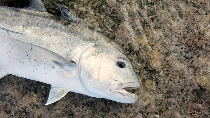 Nature&rsquo;s masterpiece in the heart of the Pacific.
#flyfishinglife #cookislands🇨🇰 #bonefishing #flatsfishing #gianttrevally
