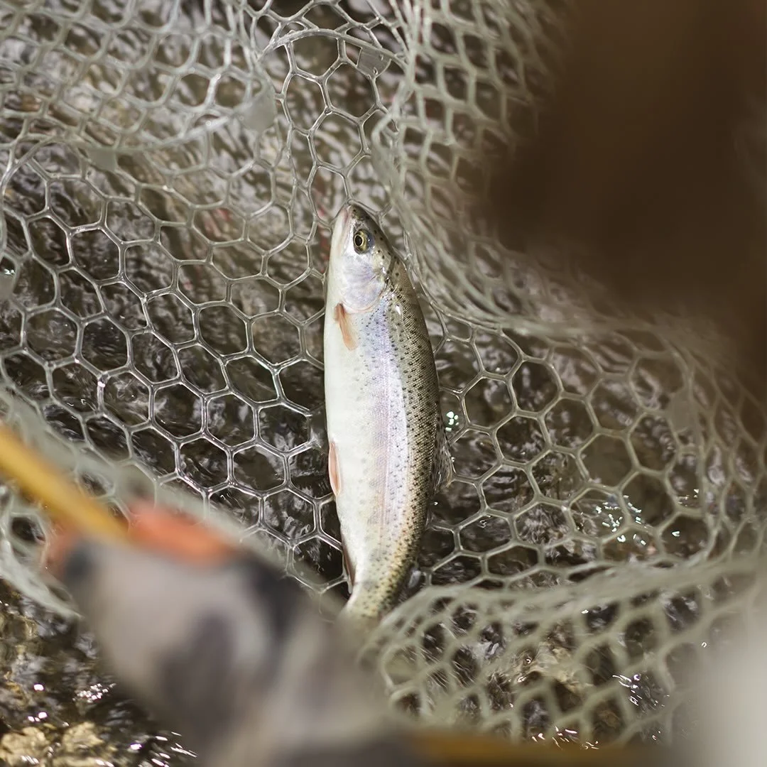 Last day of the school holidays, first real taste of summer.
@manic_tackle_project @rising3474 
#flyfisher #troutonthefly #mu&scaron;kařen&iacute; #dryflypurist #flyfishingnz