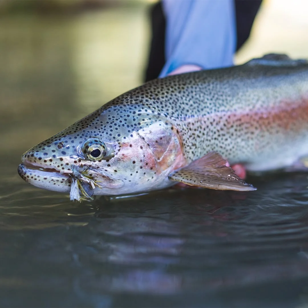Epic overnighter with Jeff in water where presentation is just a rumour. Big juicy flies slapped in triggered maximum aggression. Started with blowflies, hoppers but quickly upsized to cicadas, giant foamulators and even the spider pattern came out o