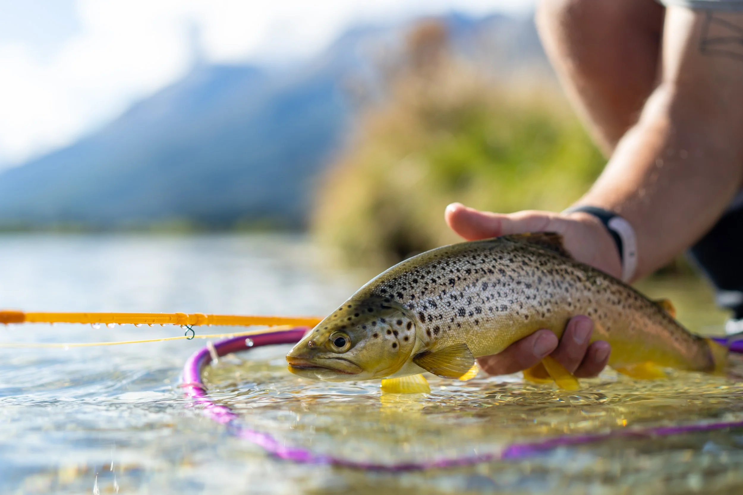 Close-up of a person holding a rainbow trout fish near the water's edge, with mountains and a blue sky in the background.