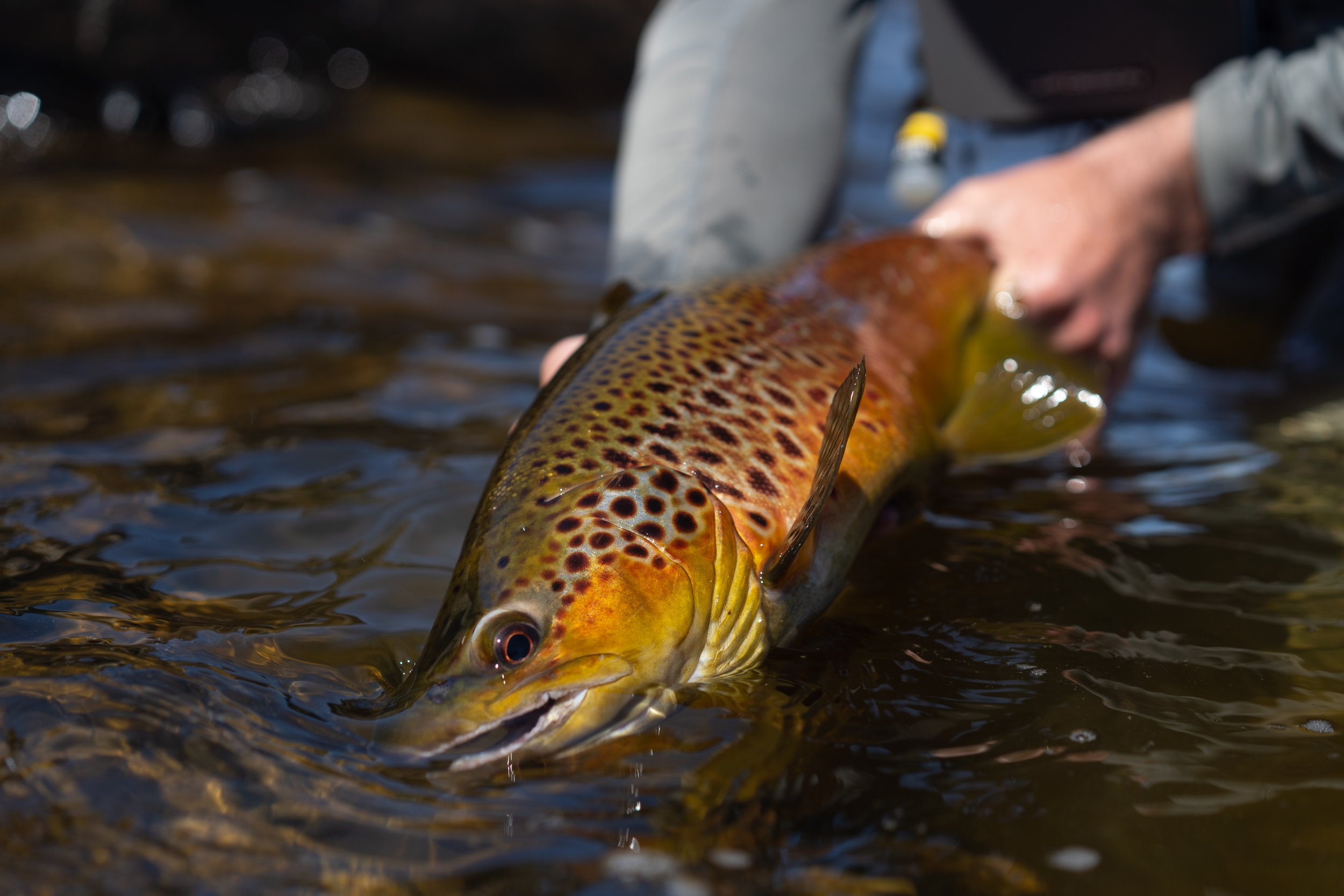 A person holding a colorful fish, possibly a trout, in shallow water.