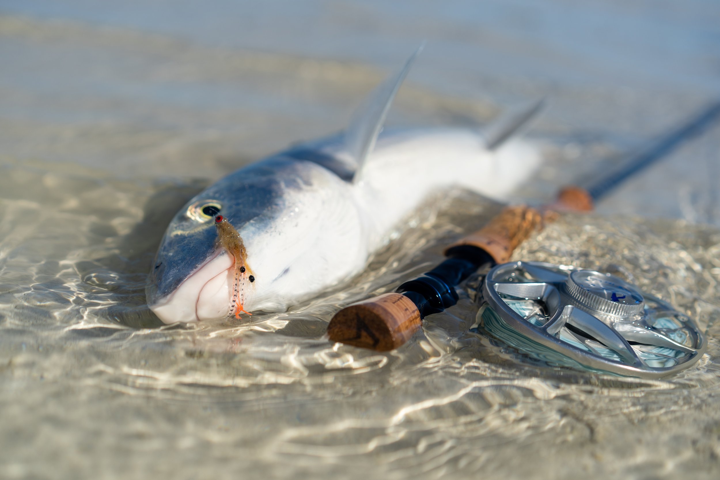 A fish caught on a fishing line lying on a sandy beach with a fishing reel and rod.
