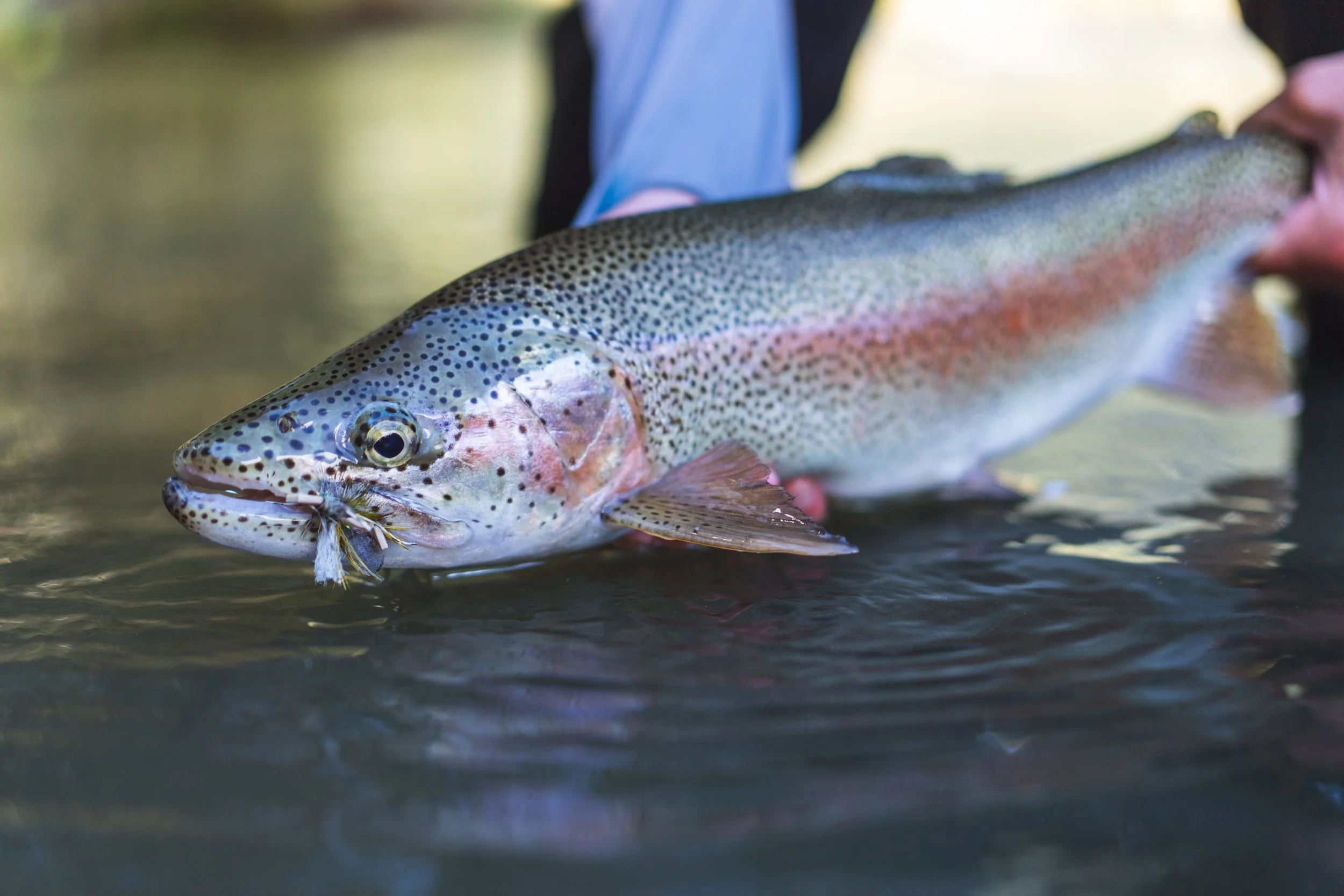 Close-up of a rainbow trout fish being held above water.