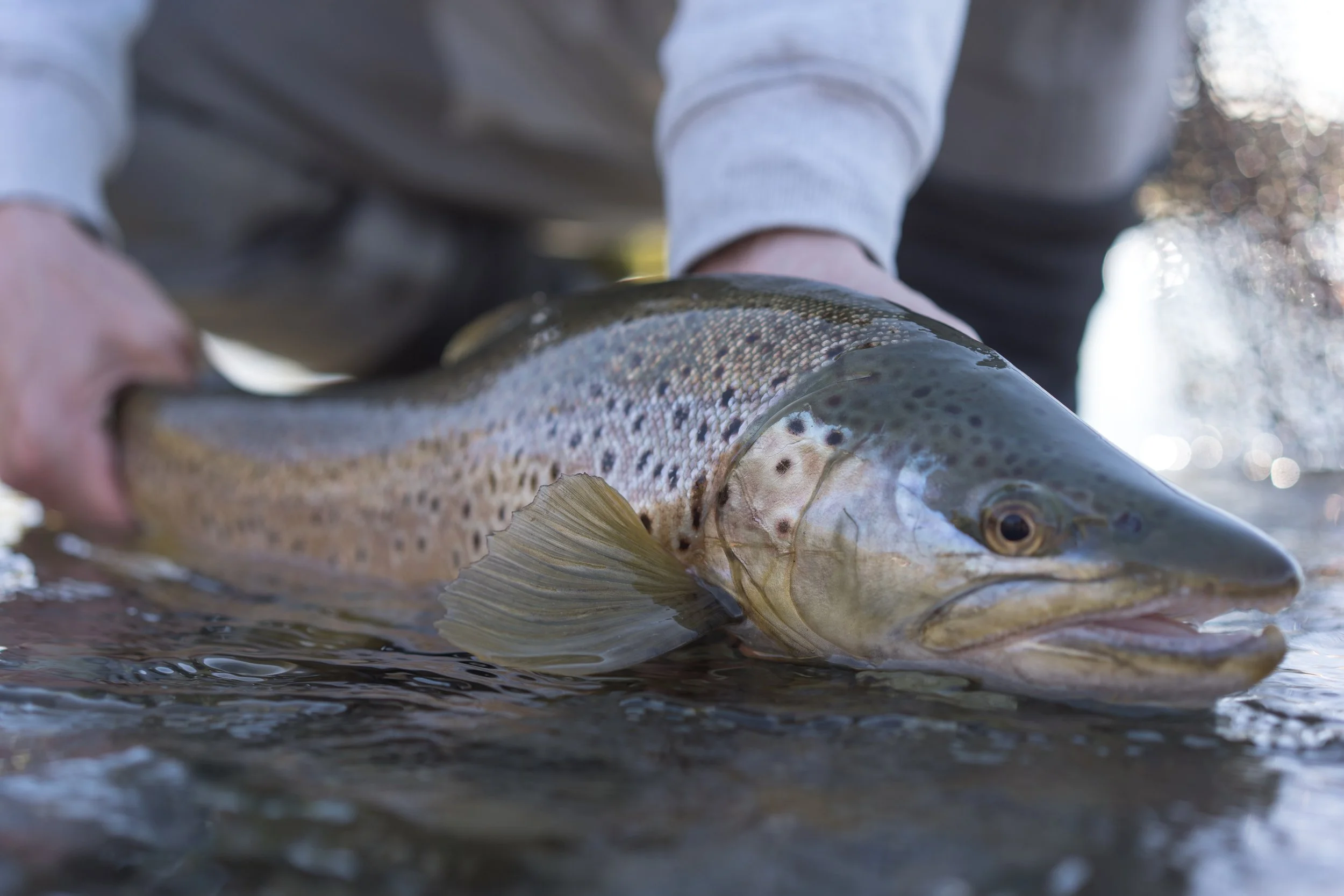 Close-up of a fish, likely a trout, lying on the ground next to a person wearing a light-colored long sleeve shirt, with water surrounding the fish, suggesting it was just caught.