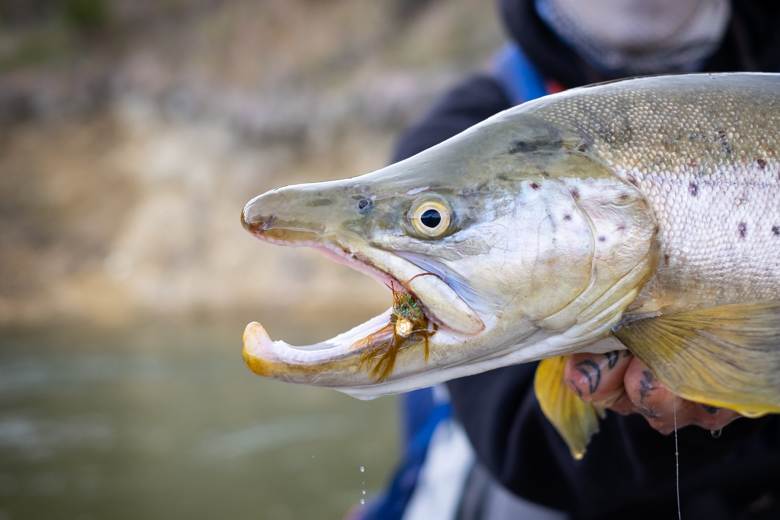 Close-up of a person holding a large fish with a visible mouth and scales, near water, with a blurred background.