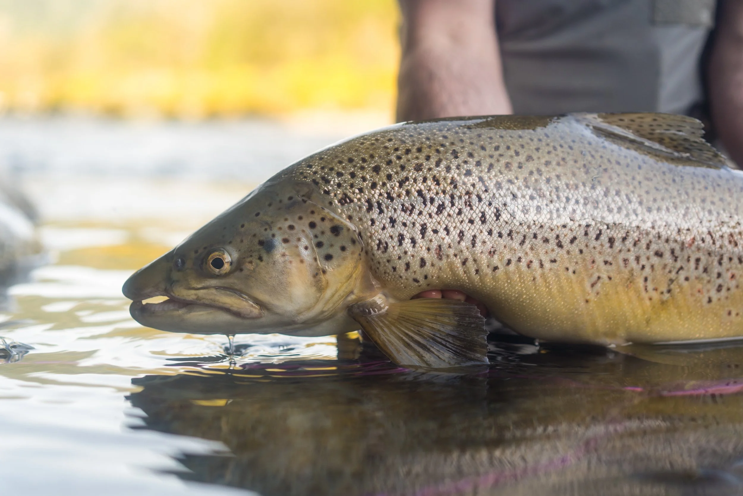 Close-up of a brown spotted fish, likely a trout, lying on the edge of a body of water with a person's arm and gray shirt visible in the background.