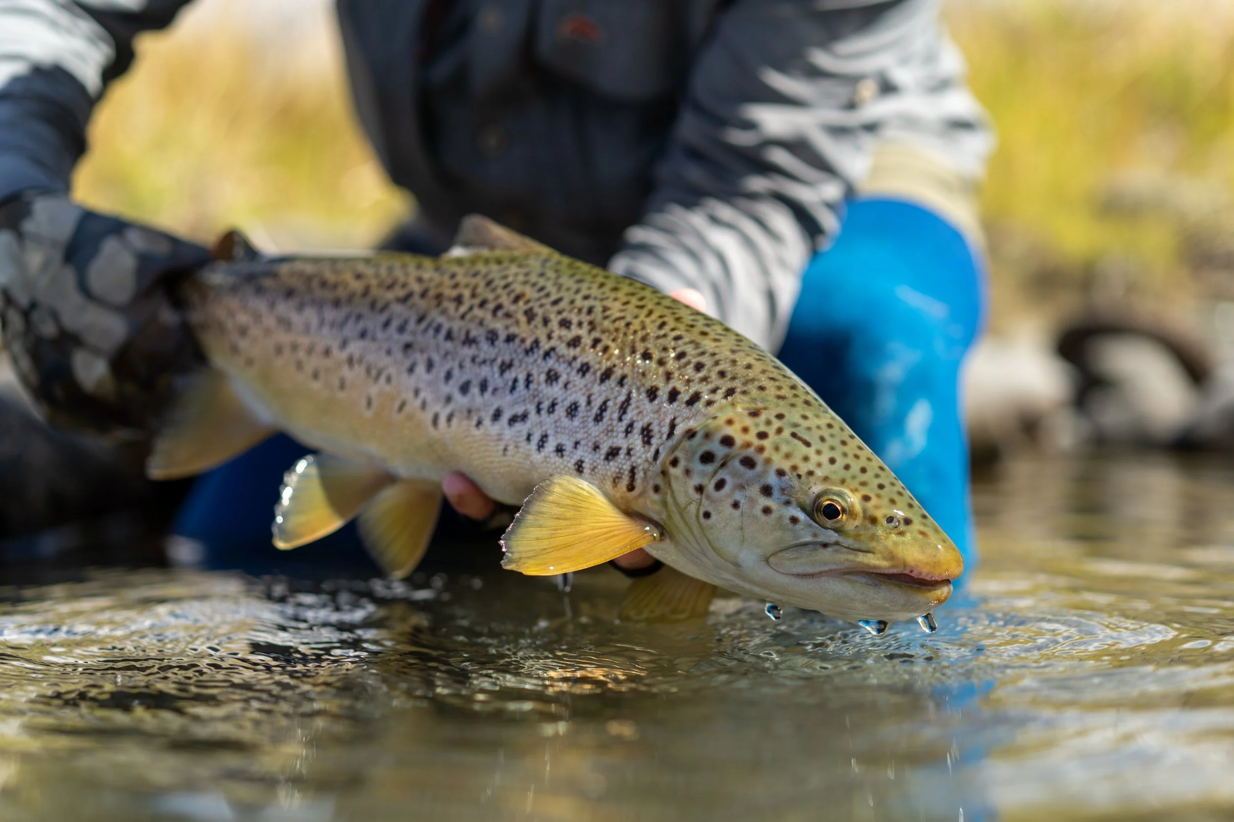 A person wearing camouflage gloves and a striped jacket holding a colorful spotted fish with a yellowish body and dark spots, over a body of water with ripples, with a blurred outdoor background.