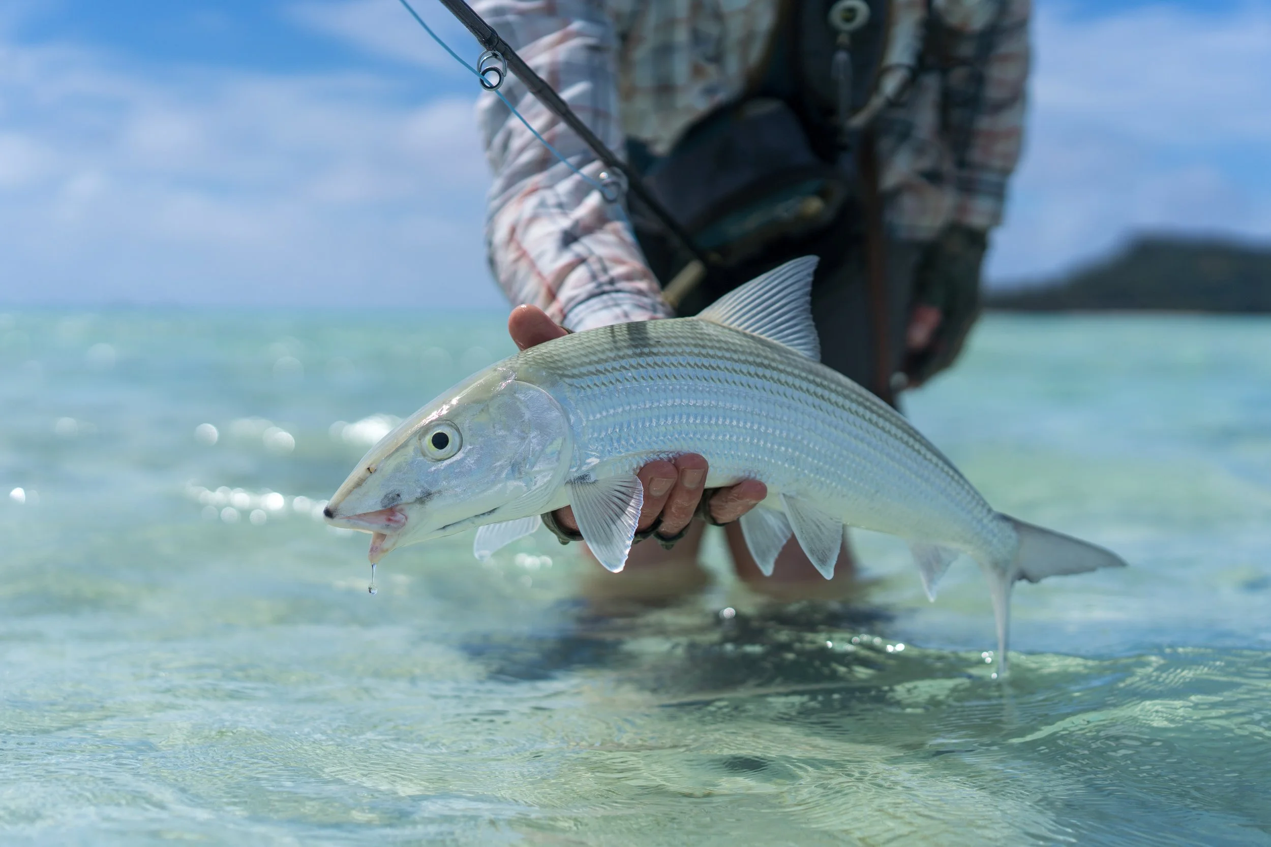 Person holding a fish in shallow water, fishing gear visible, blue sky and ocean in background.