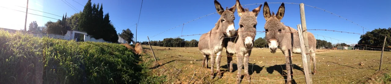 11-01-2015 11:24:26 Montemor-o-Novo, Alentejo, Portugal