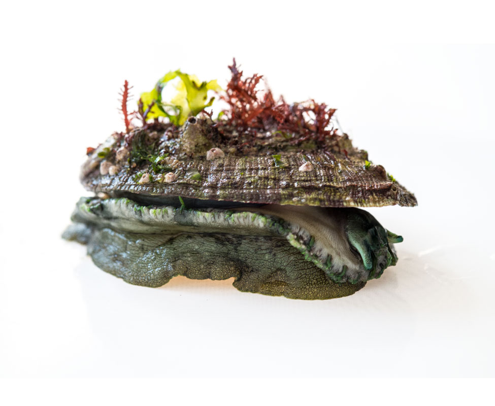 Abalone