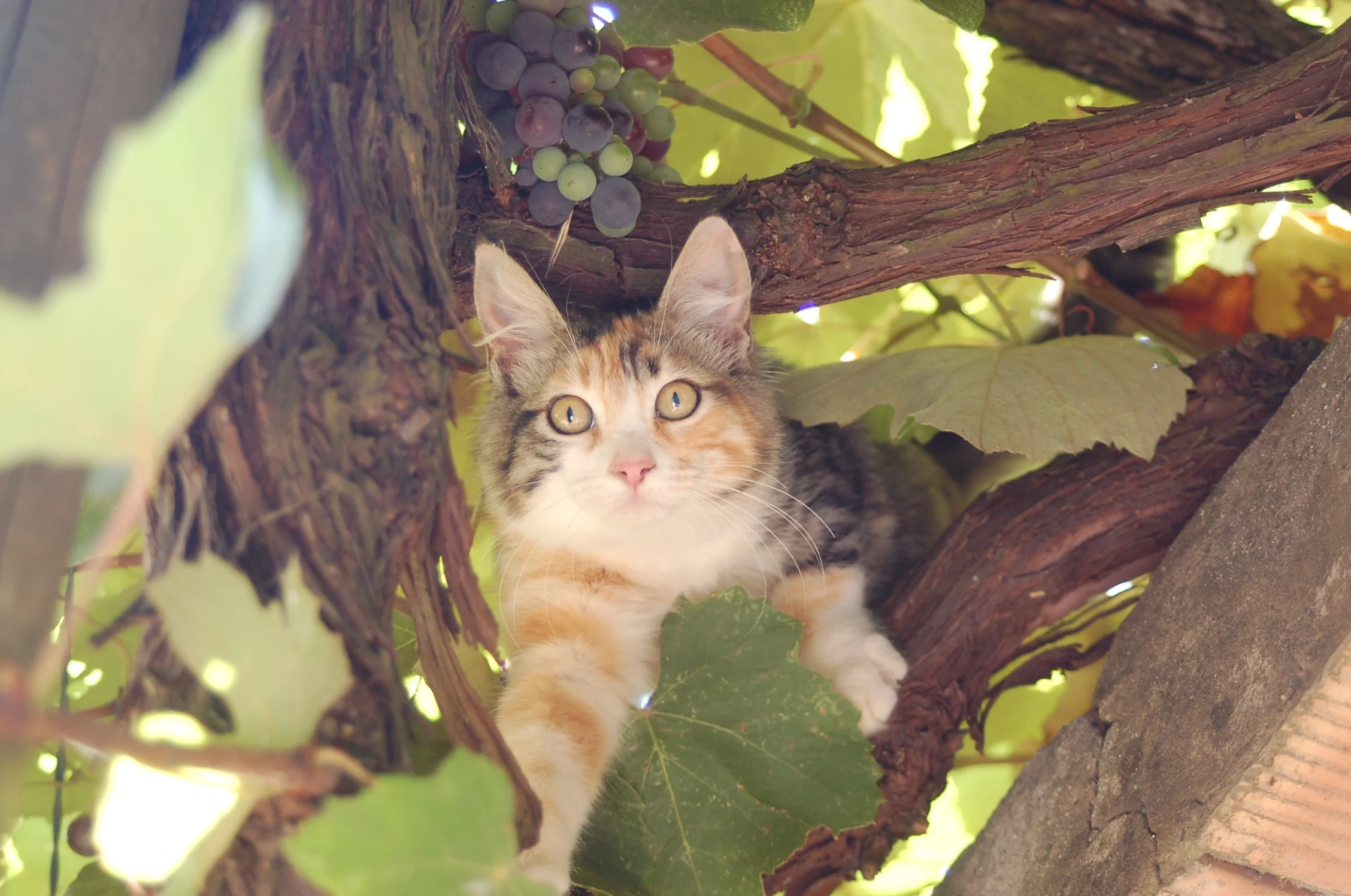 Gatto1.jpg