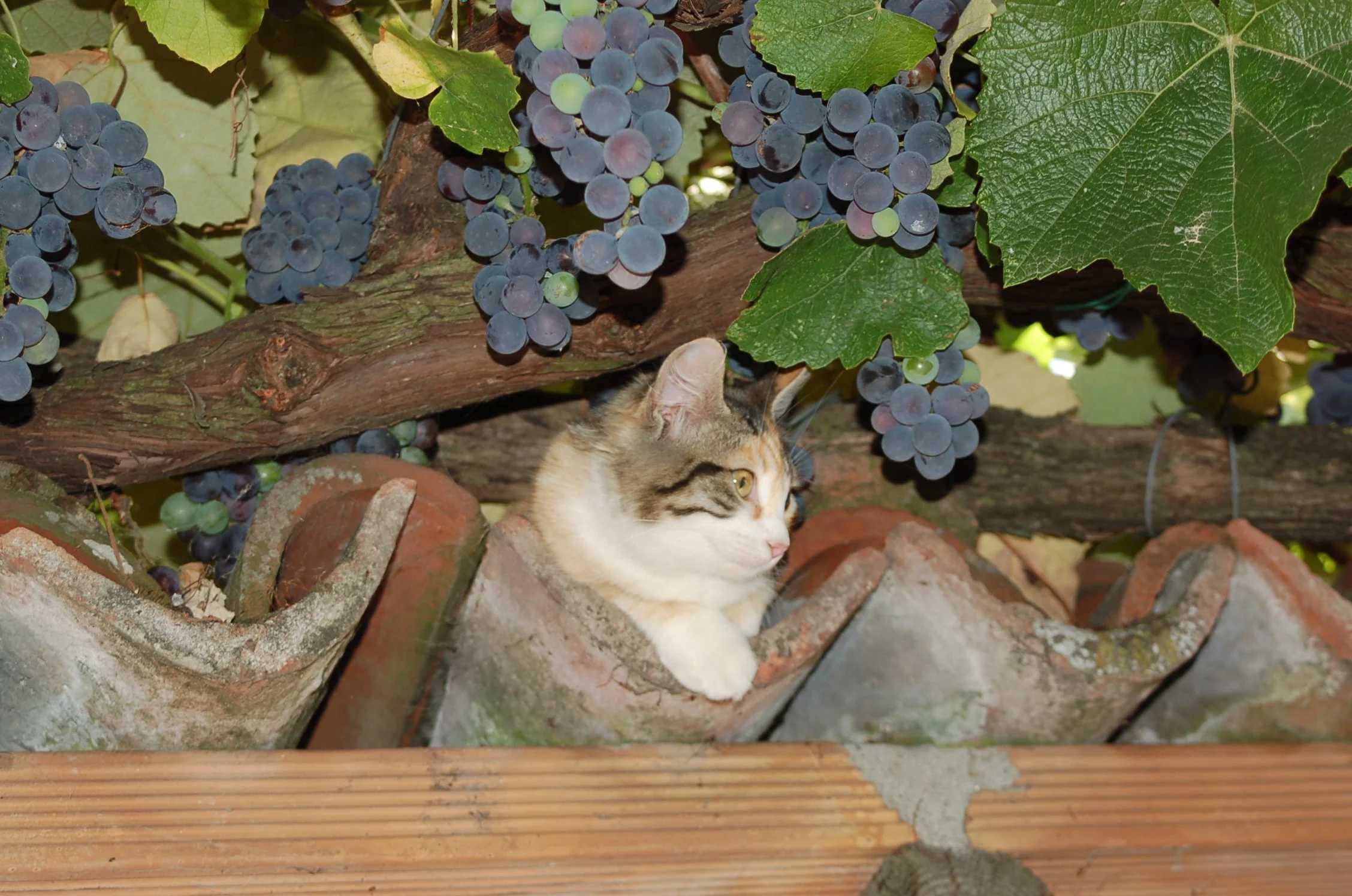 Gatto2.jpg