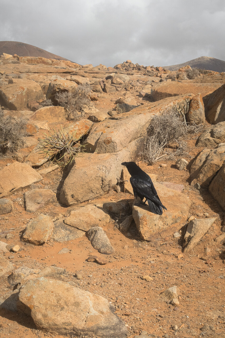 raven looking for cat