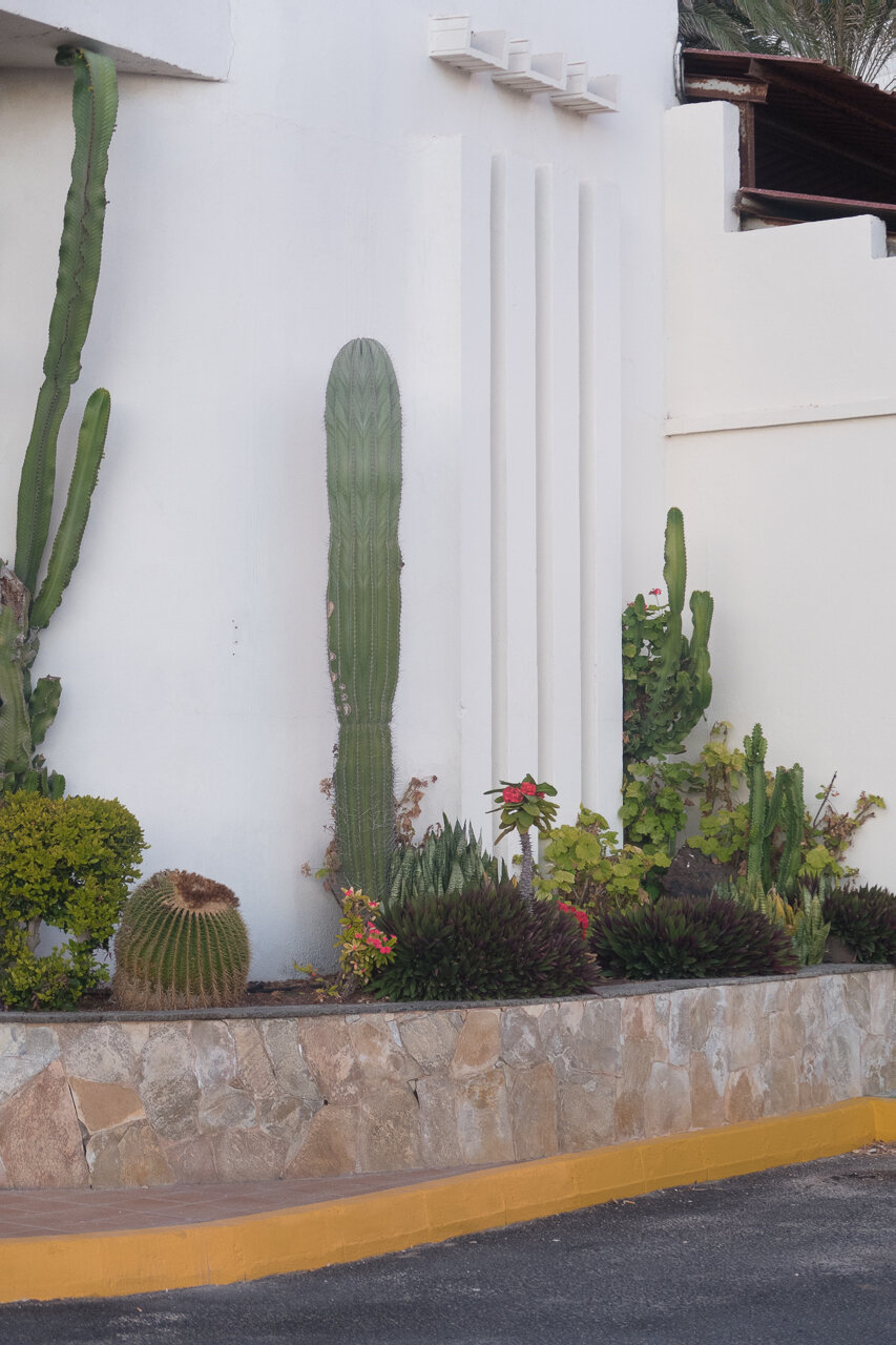  does not go on cactus