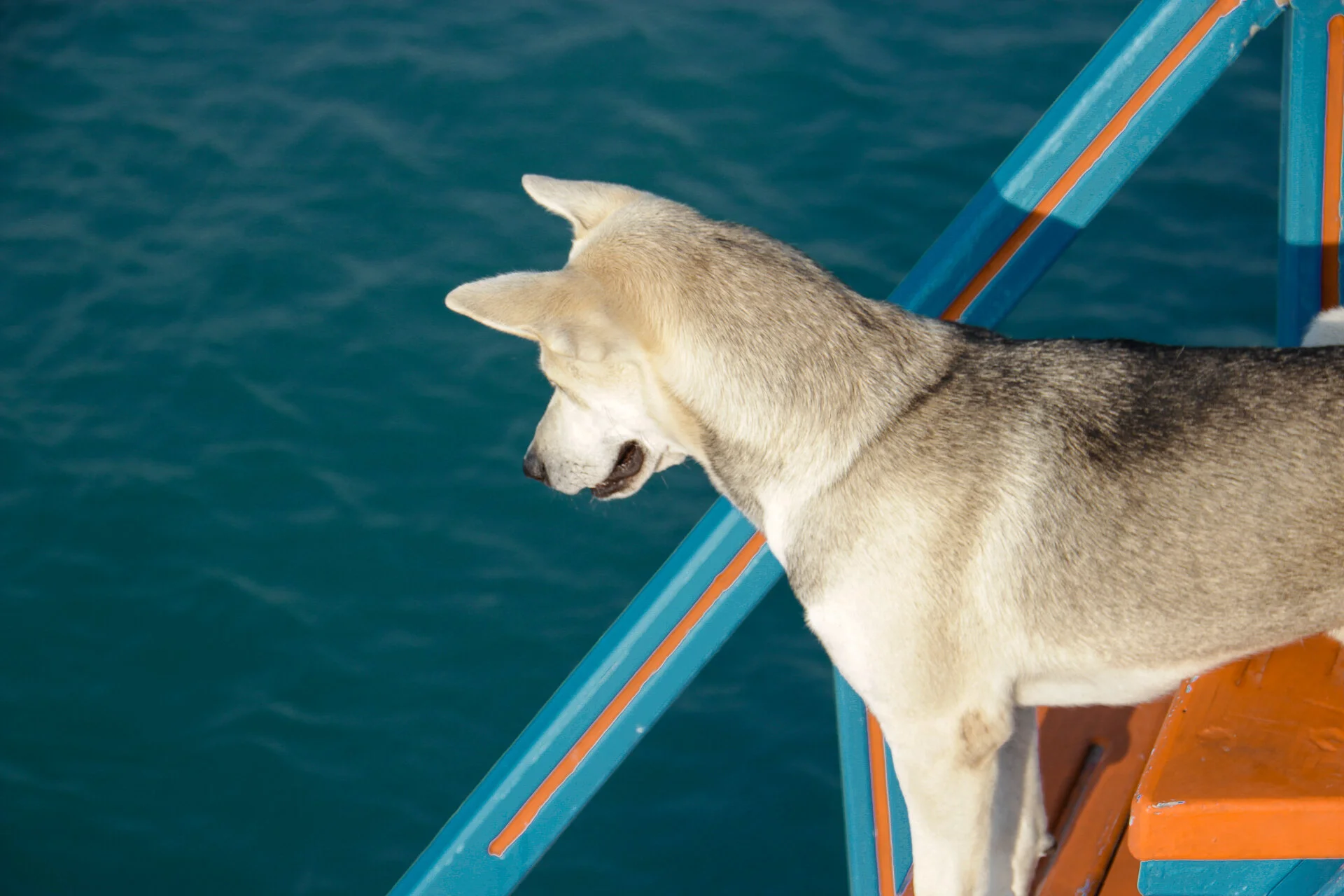  white dog cannot swim