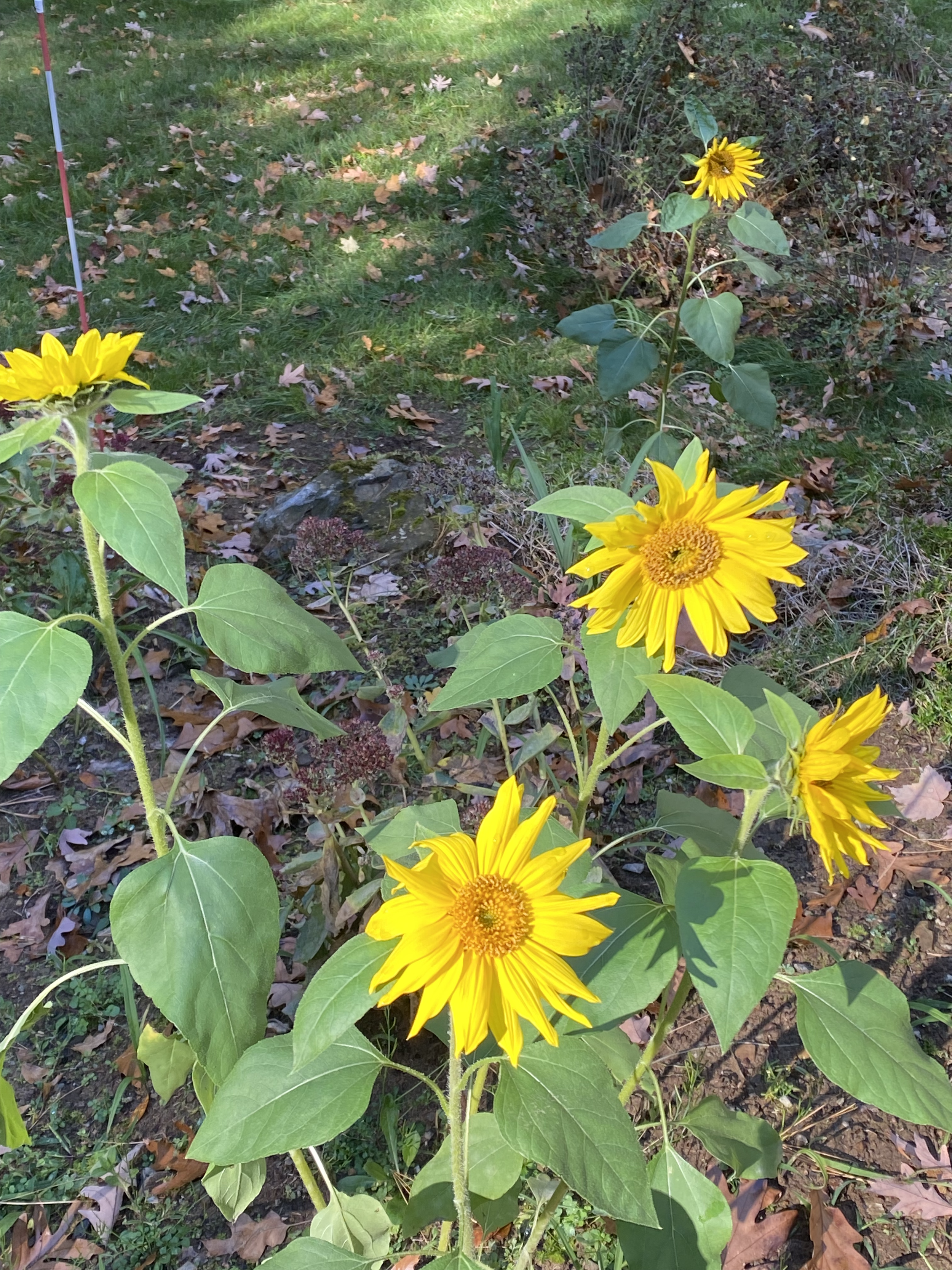 Original photograph, TotalWellCoach. Bright yellow sunflowers continue blooming among fallen autumn leaves.