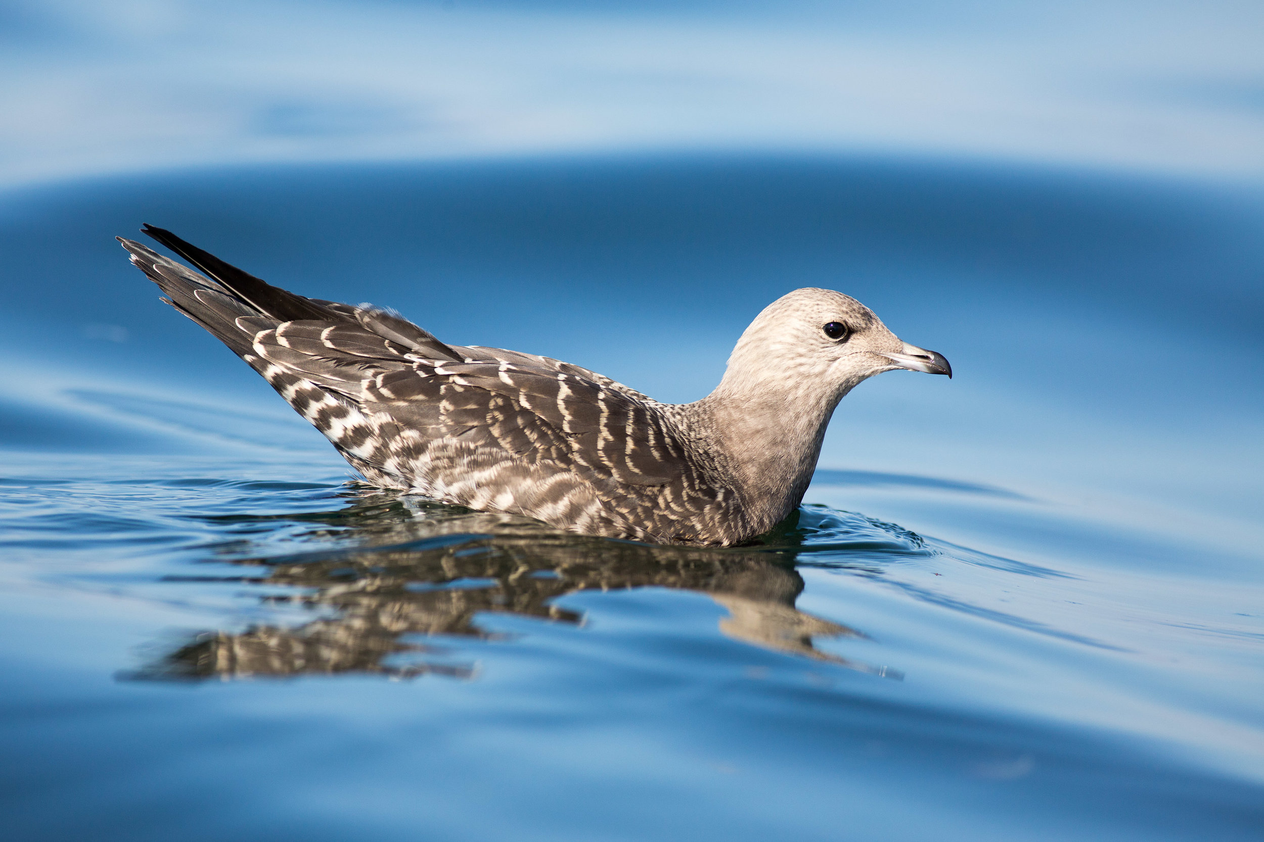 Long-tailed jaeger