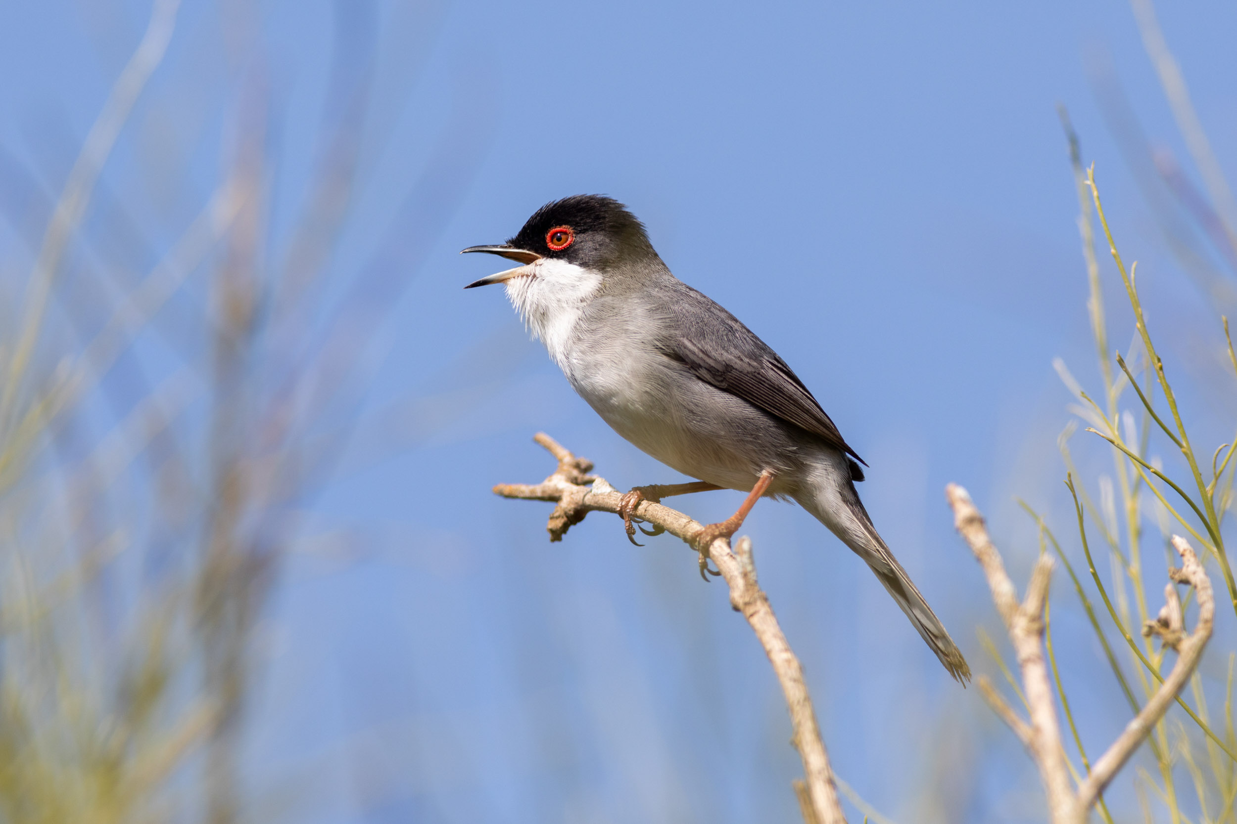 Sardinian warbler