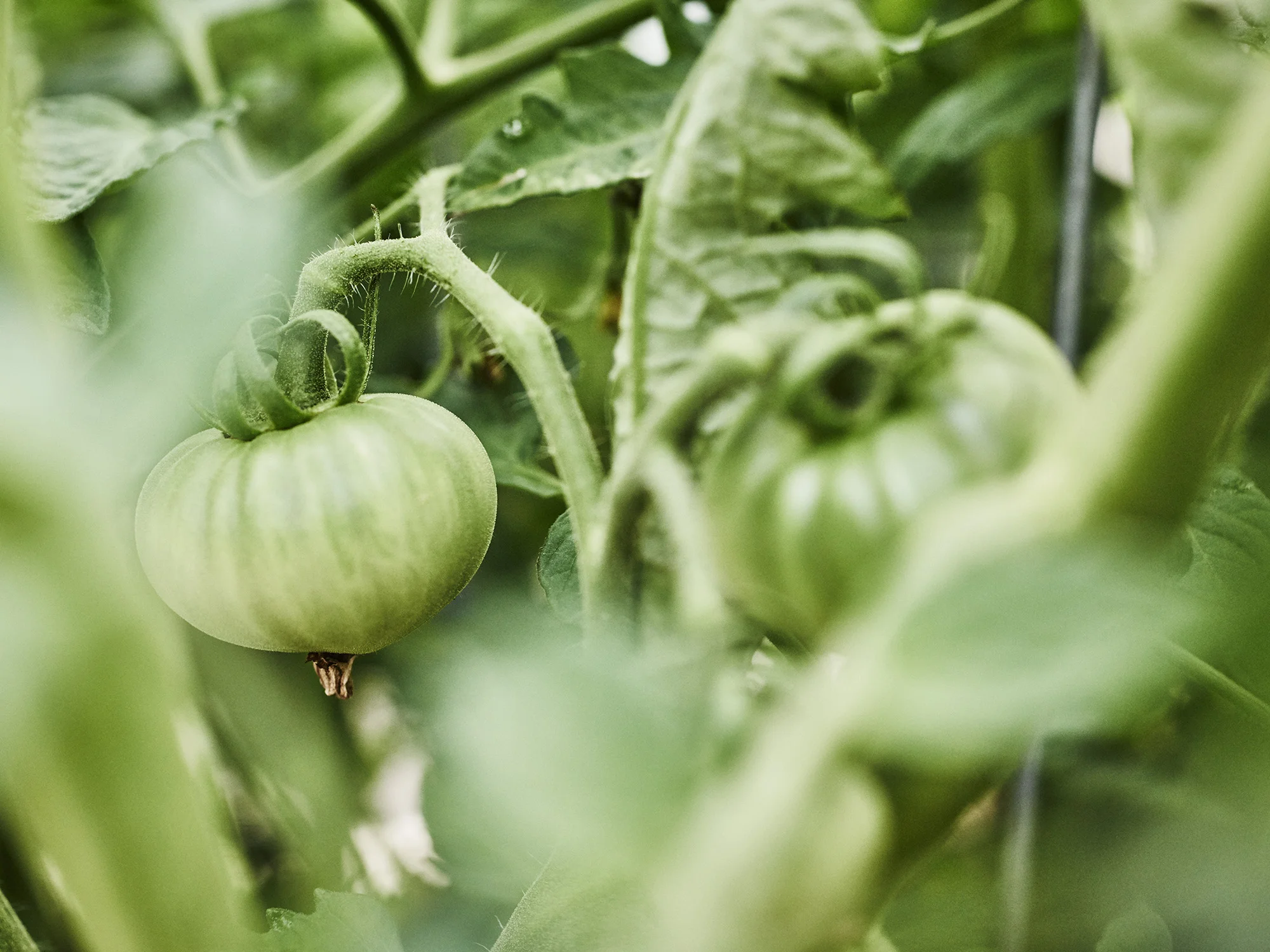 20160601_Garden_0547.jpg