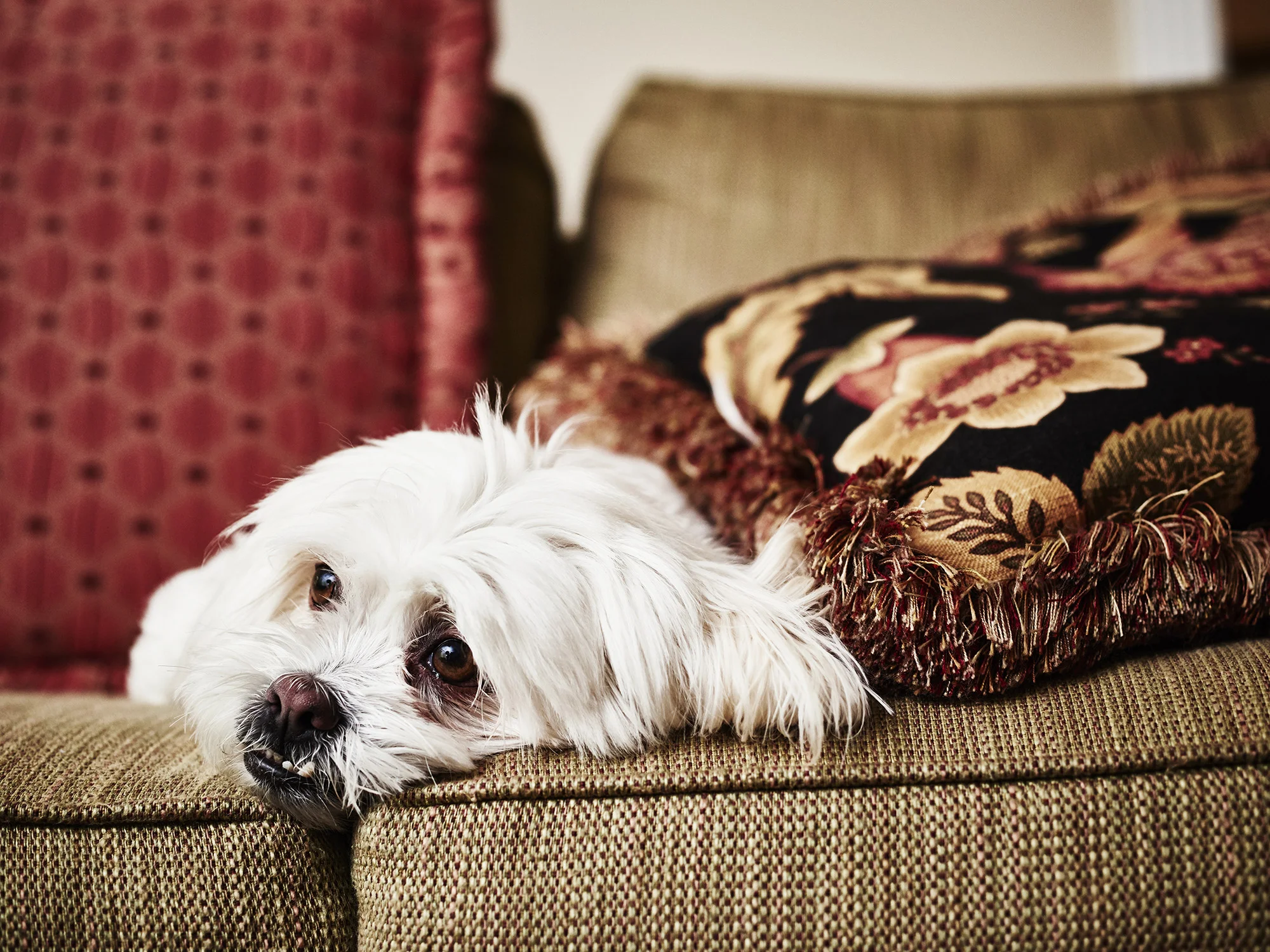 20160602_Dog_3166.jpg