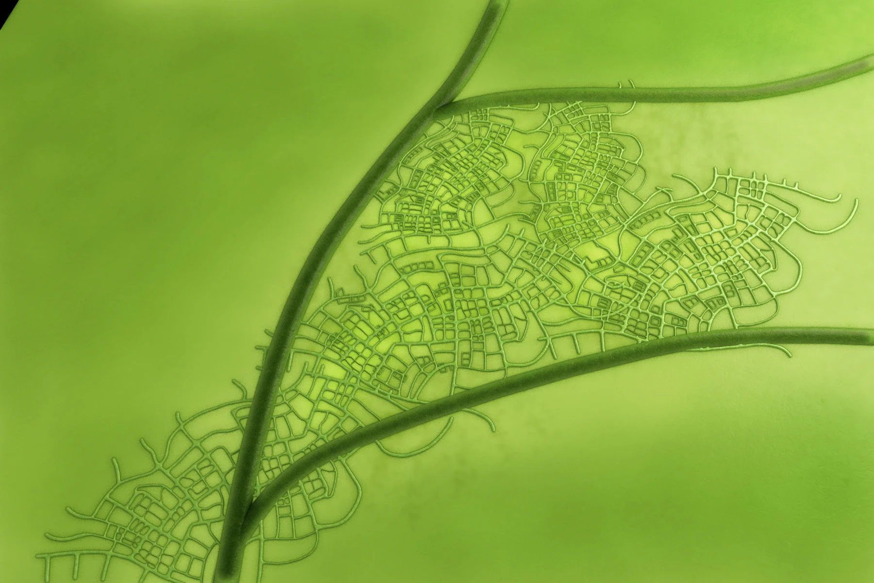 green leaf test3.jpg