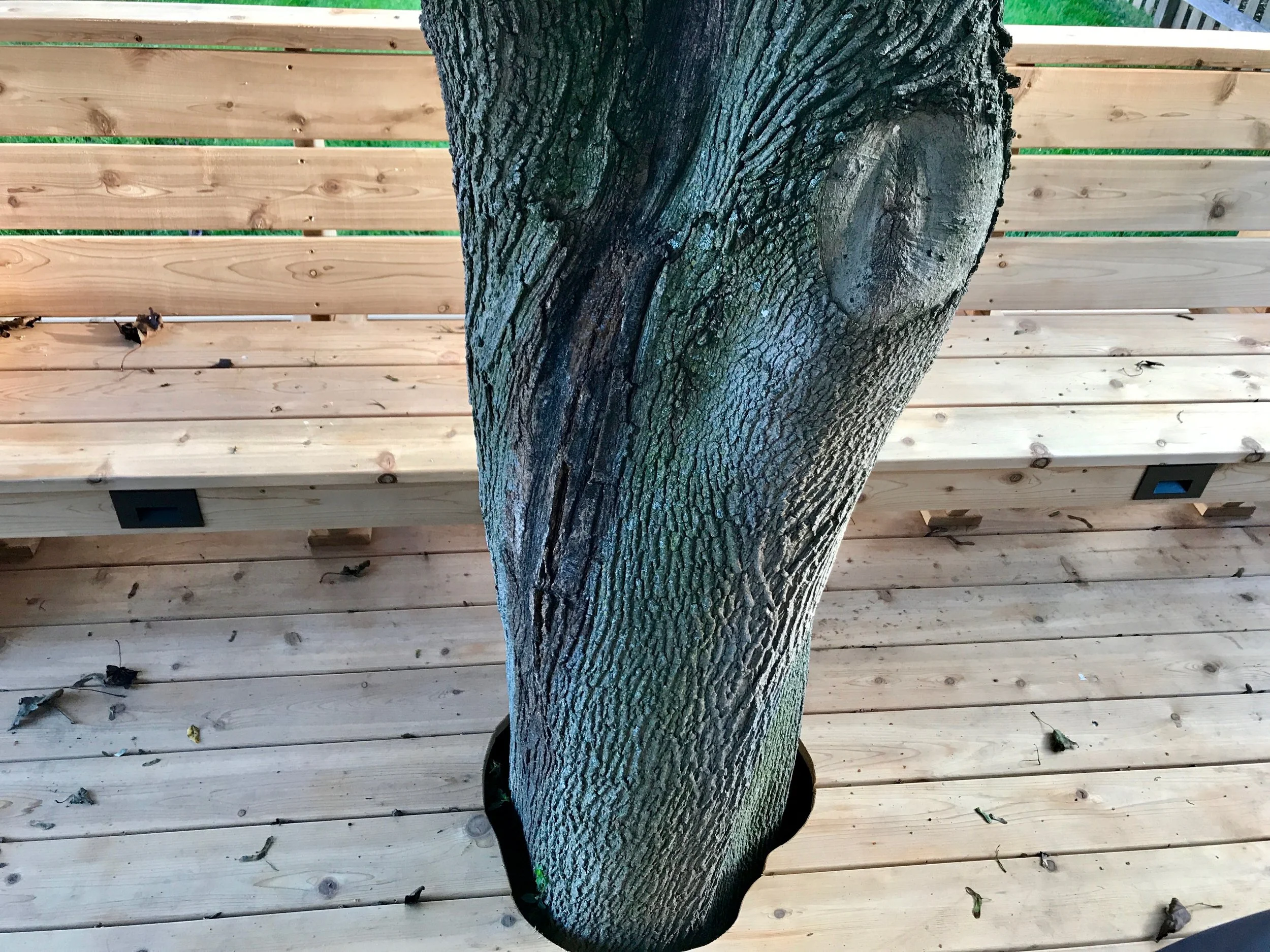 The clients wanted room for outdoor dining, leading to a deck that extended beyond the maple tree. Our carpenter carefully scribed the cedar planks to the shape of the tree trunk (nicely done, sir!). Just beyond the tree is the 12 foot bench facing the house with built-in LED lights below. 