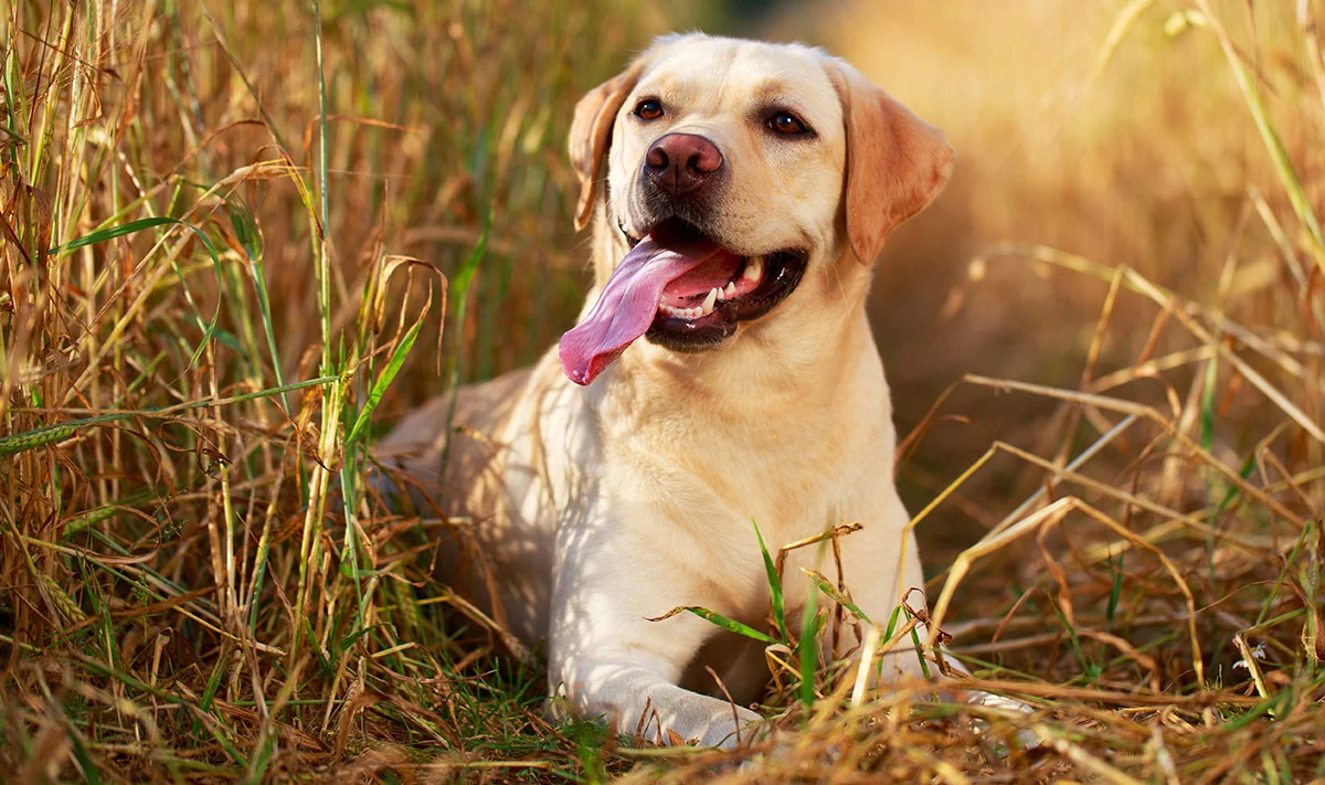 Dog-Cognition-Labrador-living-in-the-moment.jpg