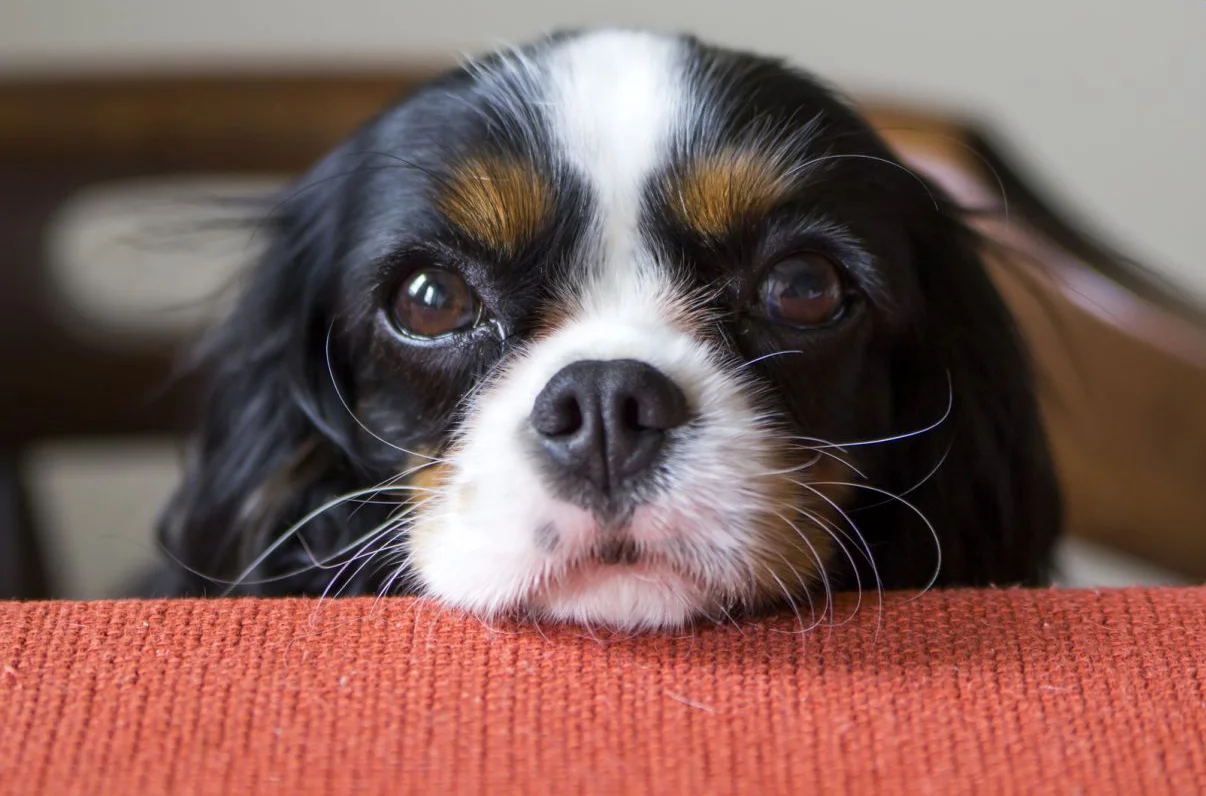 Cavalier-King-Charles-Spaniel-eyes.jpg
