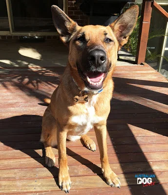 Dog-Cognition-Aramis-expresses-Contentment.jpg