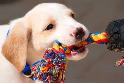 Fun_with_Fido_Tug_of_War.jpg