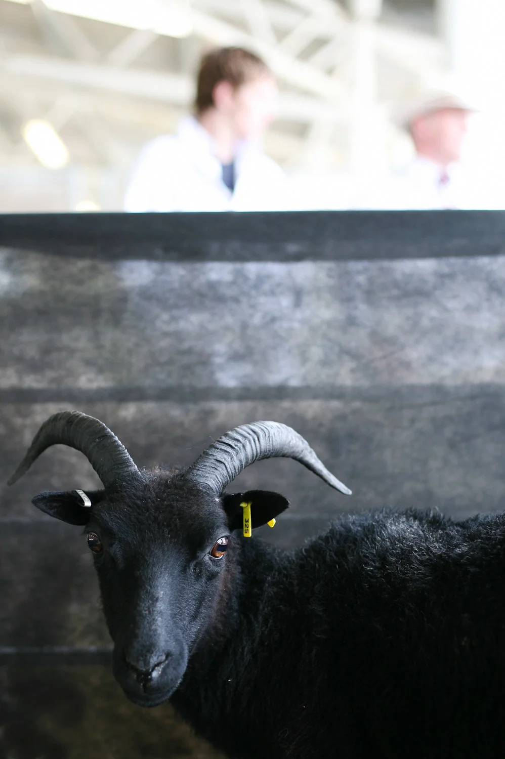 Brightside Flock Hebridean.jpg