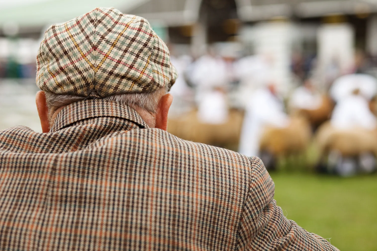 watching sheep judging.jpg