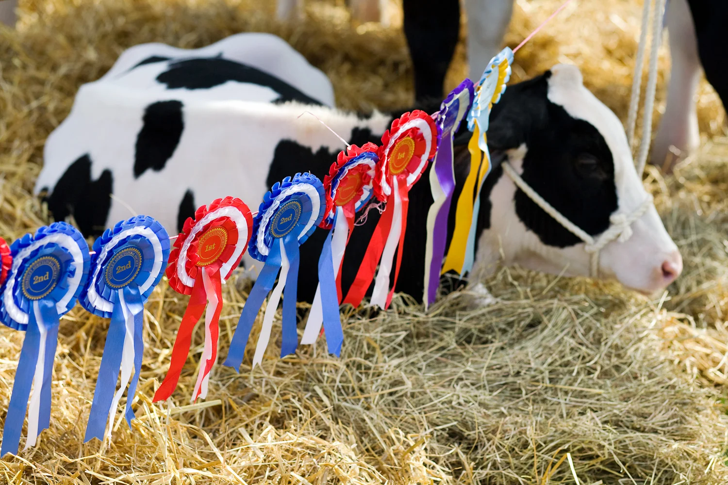 D.P and F.M Day rosettes.jpg