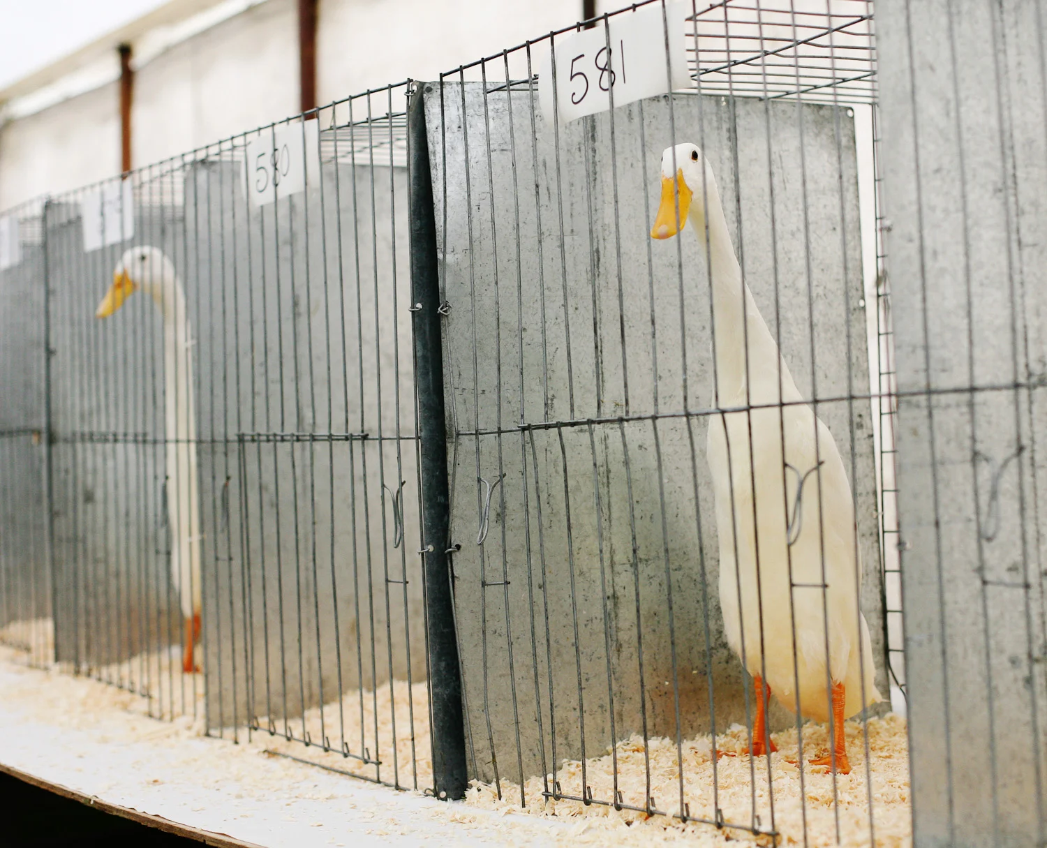 Indian Runner ducks.jpg