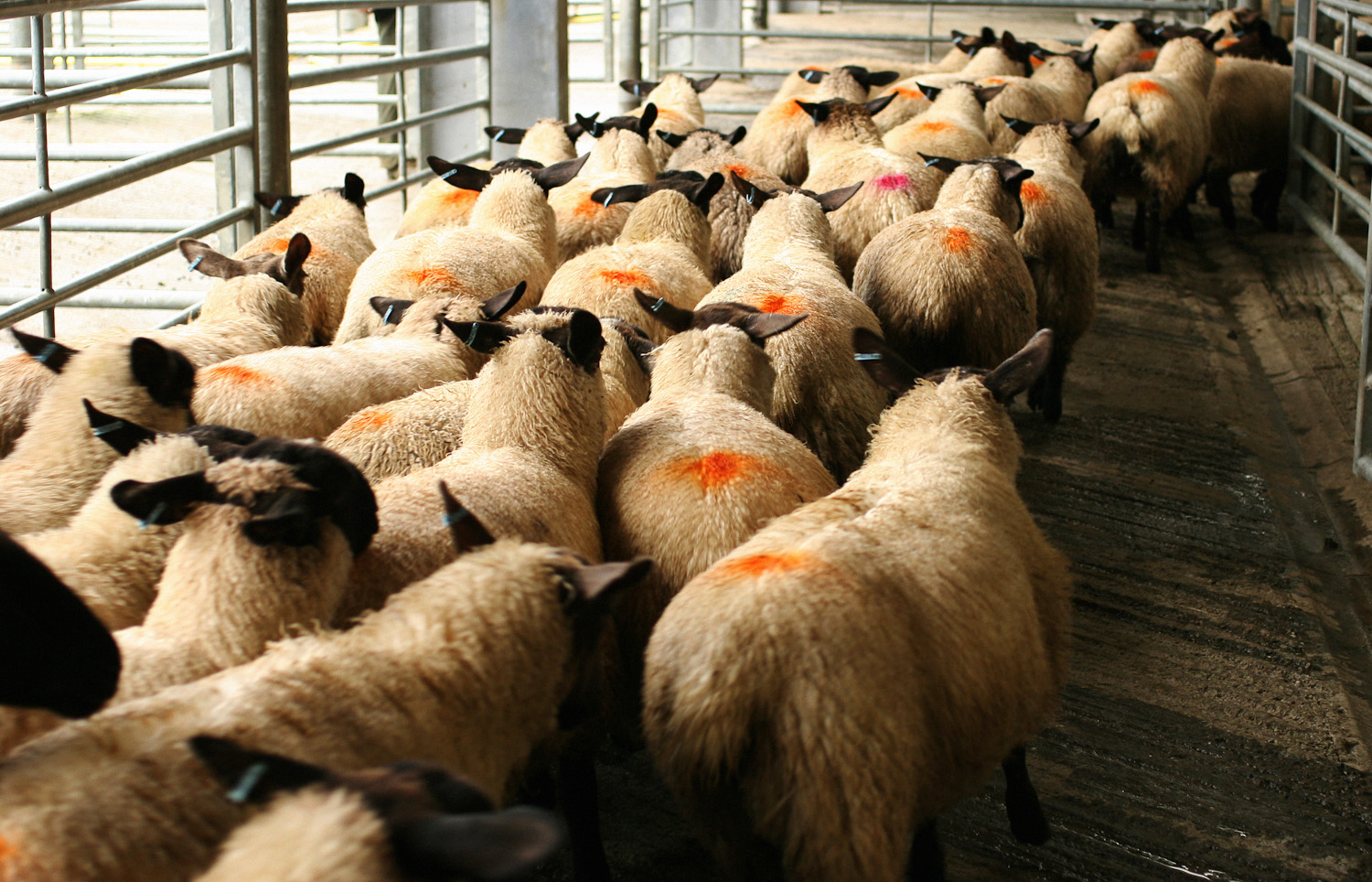 lambs entering Skipton Auction Mart.jpg
