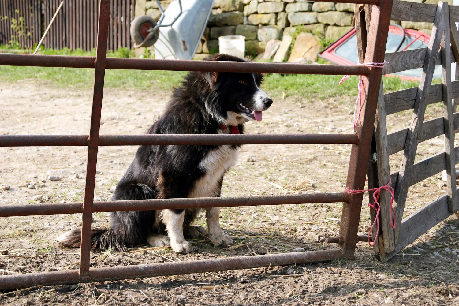 Tam, the sheepdog.jpg